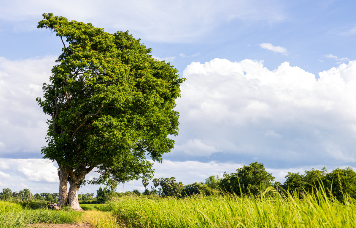 但看粉紫裁成缎,更有烟红织作章.宛转啼莺穿柳近,高低合韵入诗长