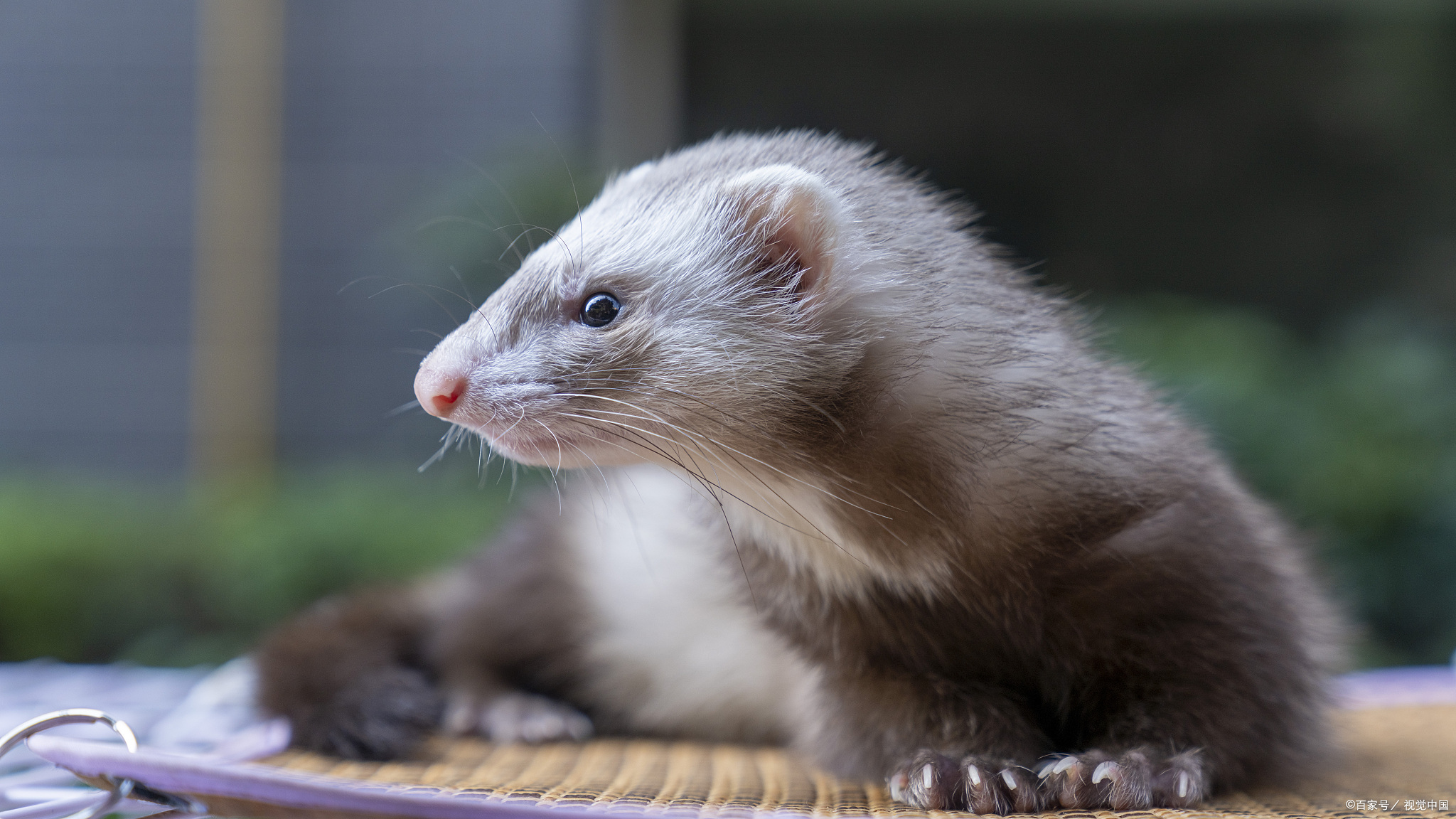 宠物貂怎么训练不咬人