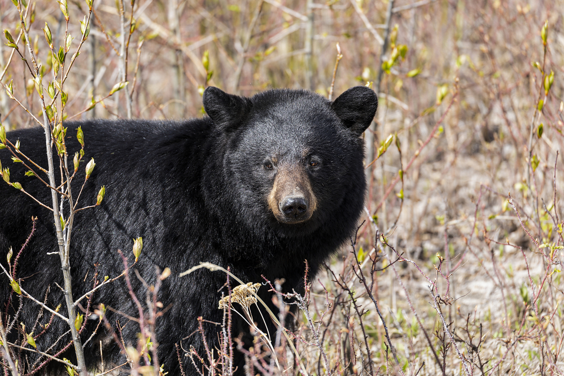 熊孩子闯祸了,近日,一只野生黑熊突袭高速公路,撞向一辆车致其翻滚