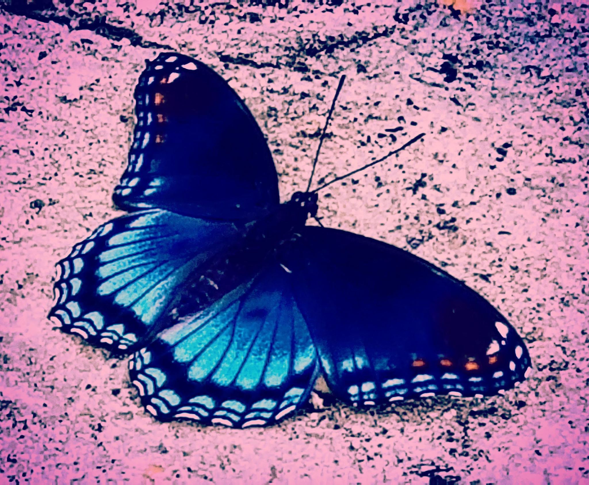 蝴蝶的颜色种类极为丰富,几乎涵盖了自然界中所有可见光谱的颜色