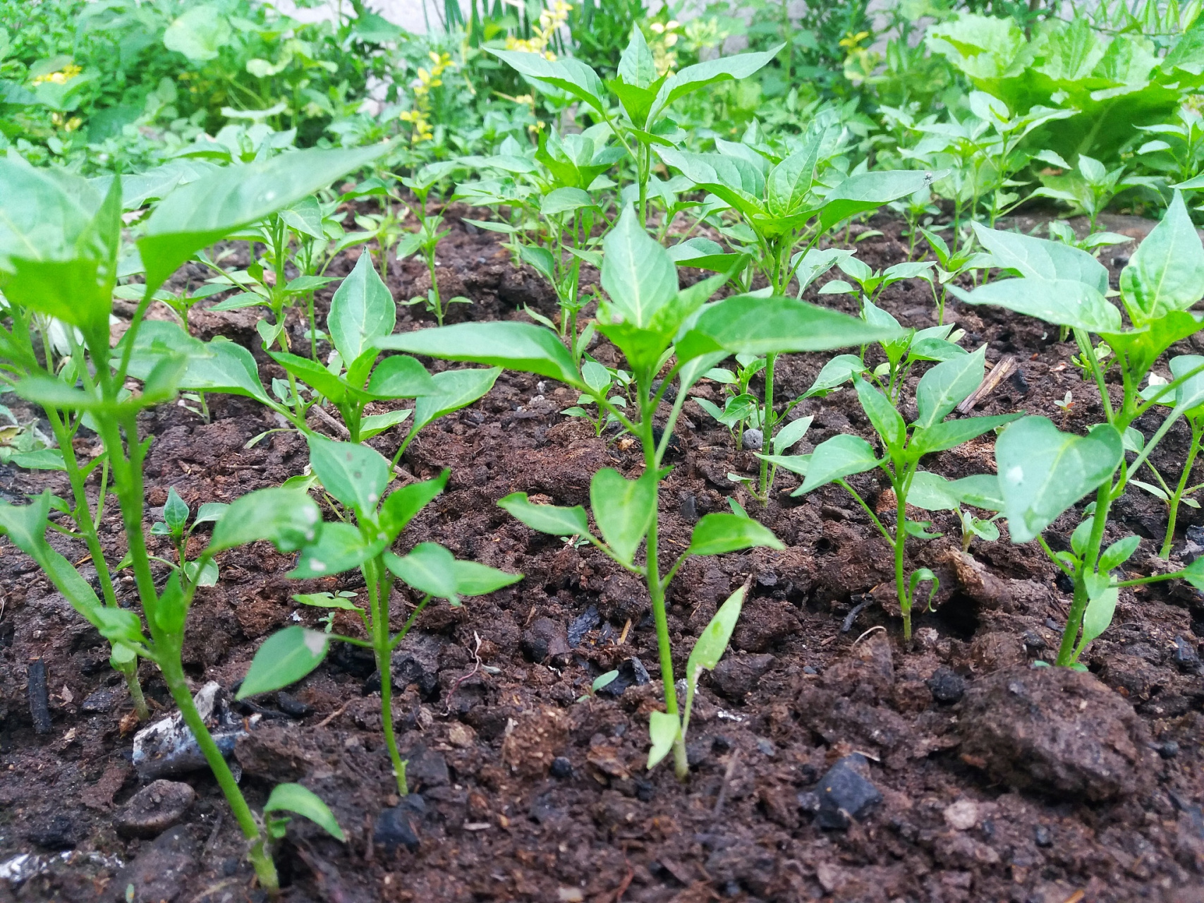 辣椒是喜温作物,其种子发芽和幼苗生长的适宜温度范围为25～30℃.