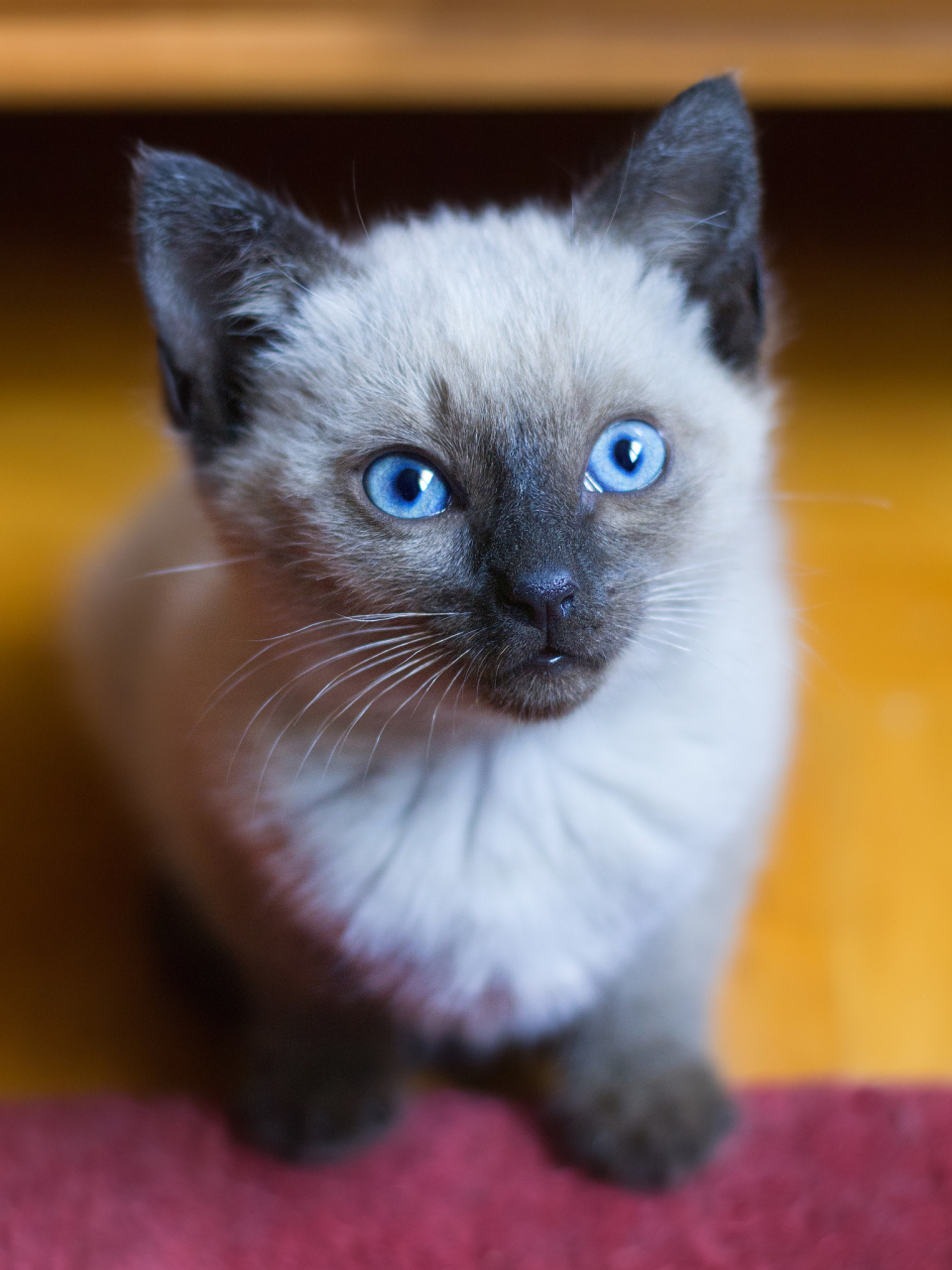 "猫咪是人们日常生活中非常常见的宠物之一,不过你可曾想过,如果猫咪