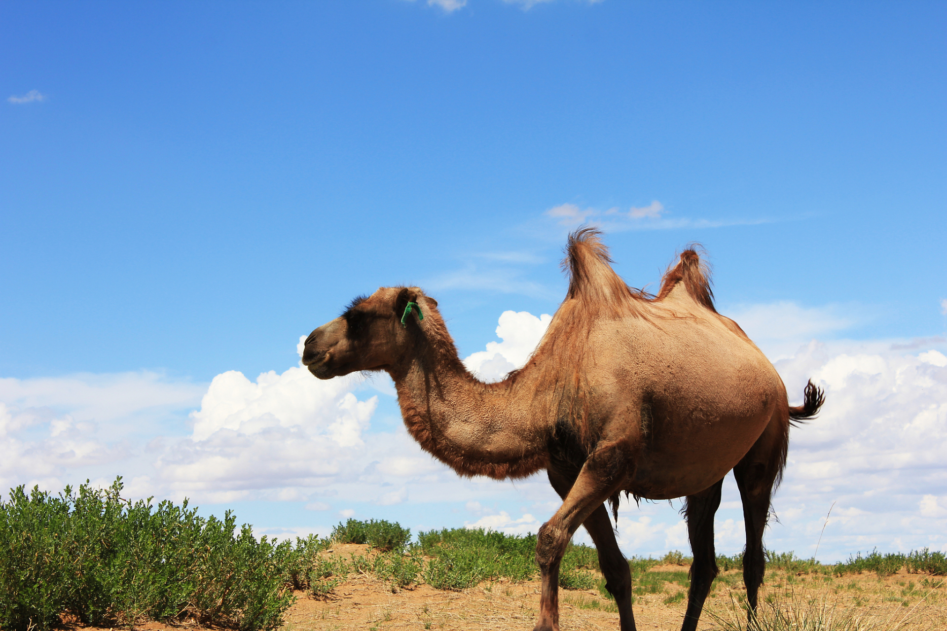 骆驼97的驼峰里都有什么?