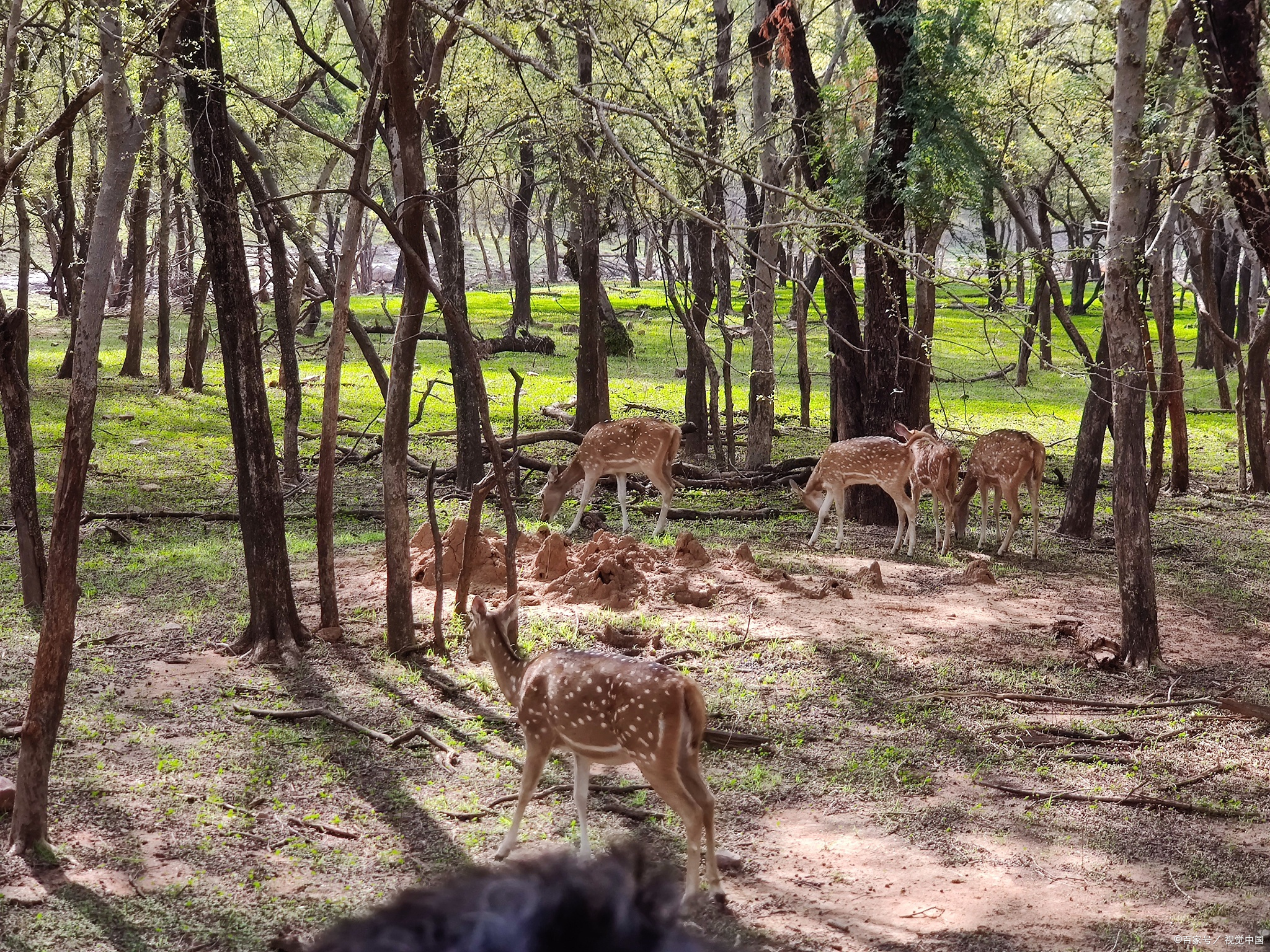 伊春桃山国际狩猎场,原始森林野生动物观赏!