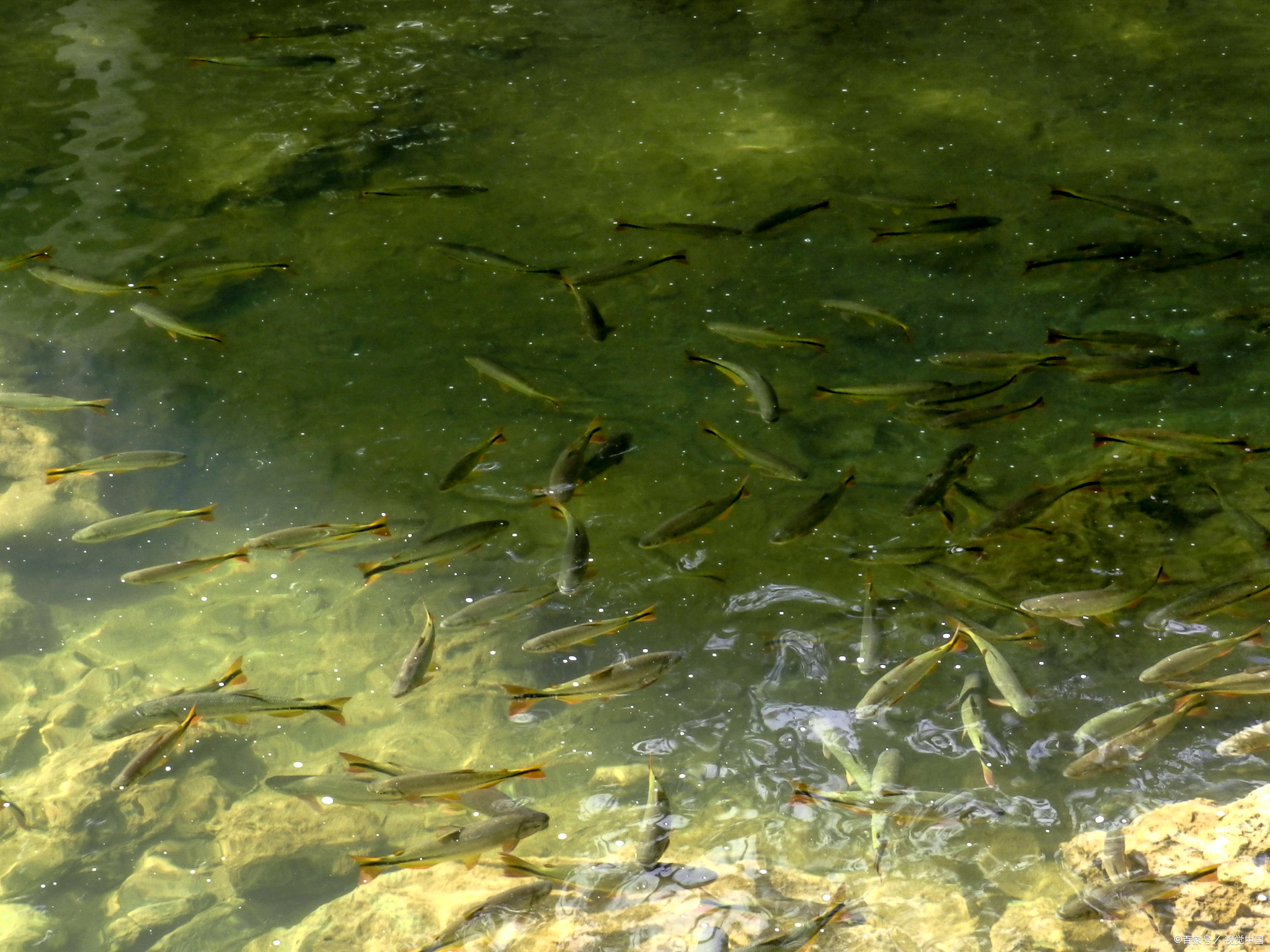 图河面清晰能看到小鱼的图片水中青苔聚集小鱼图片大全嘿小伙伴们