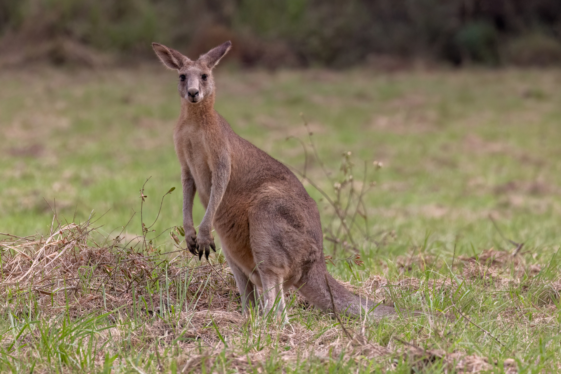 让爱与耐心培育出家中快乐源泉[原文:活泼的跳跃者:袋鼠鼠的