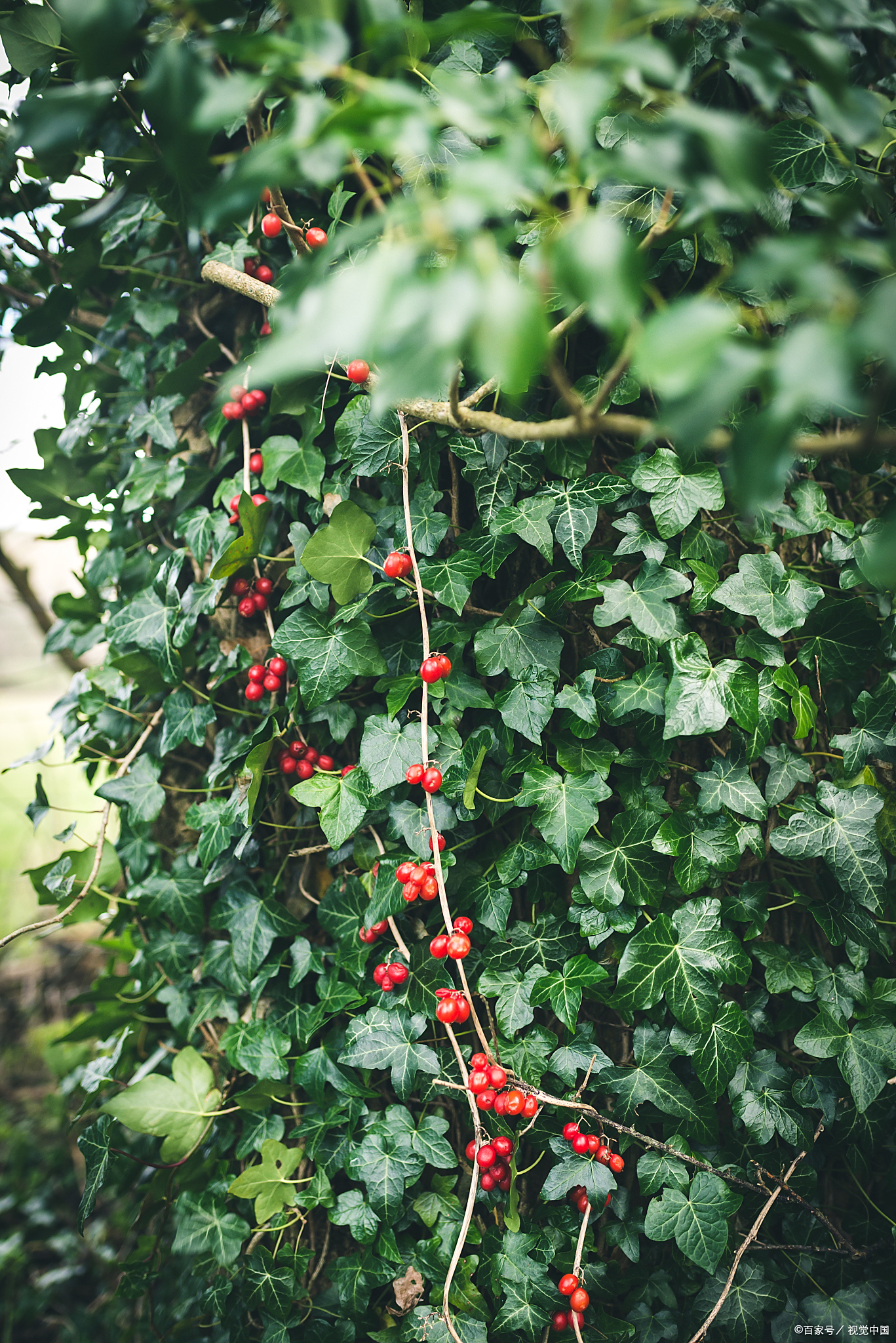 四季不落叶的爬藤植物:绿意盎然的居家装饰