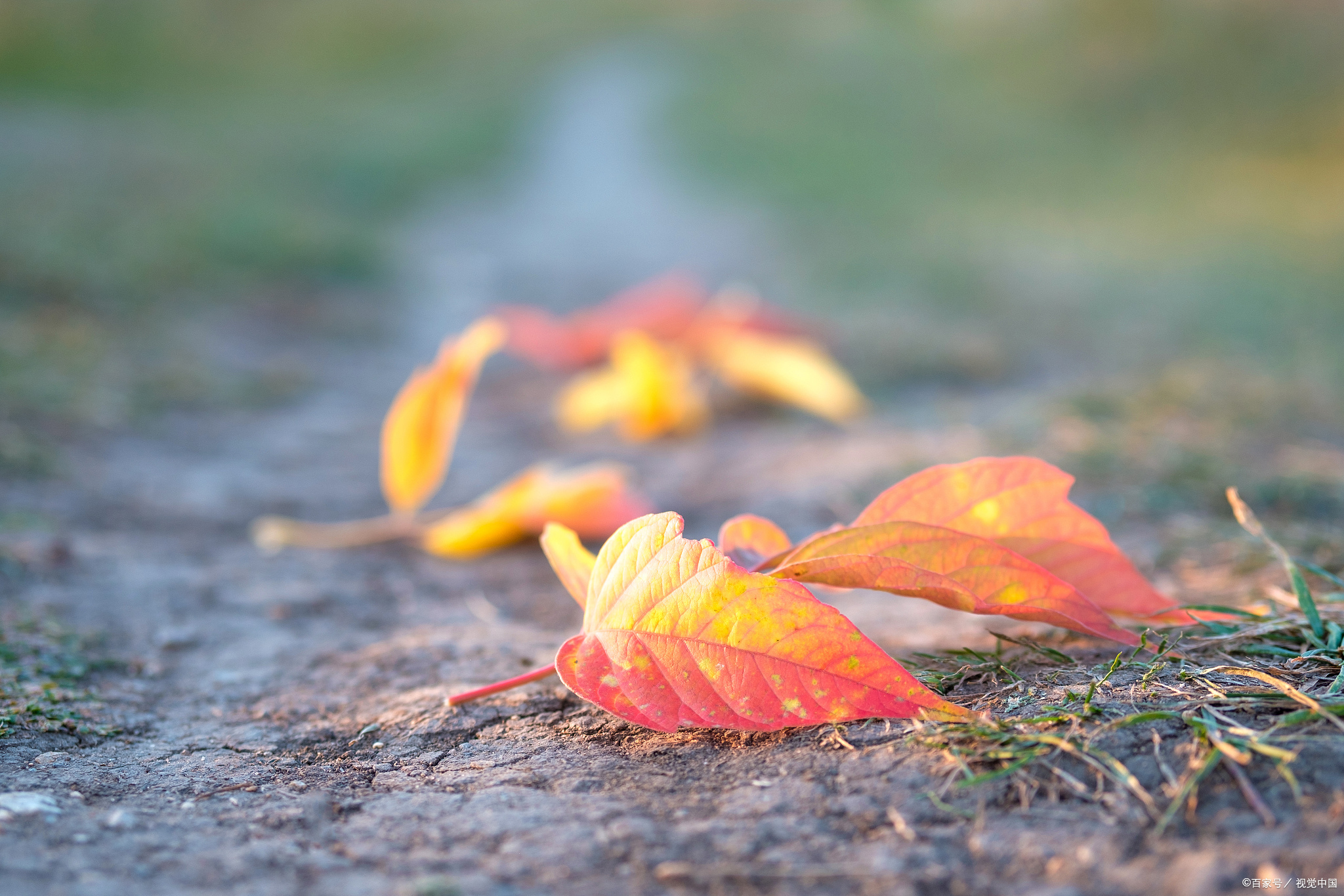 落叶悠扬,只是完成生命的沉淀  走在路上,一片落叶