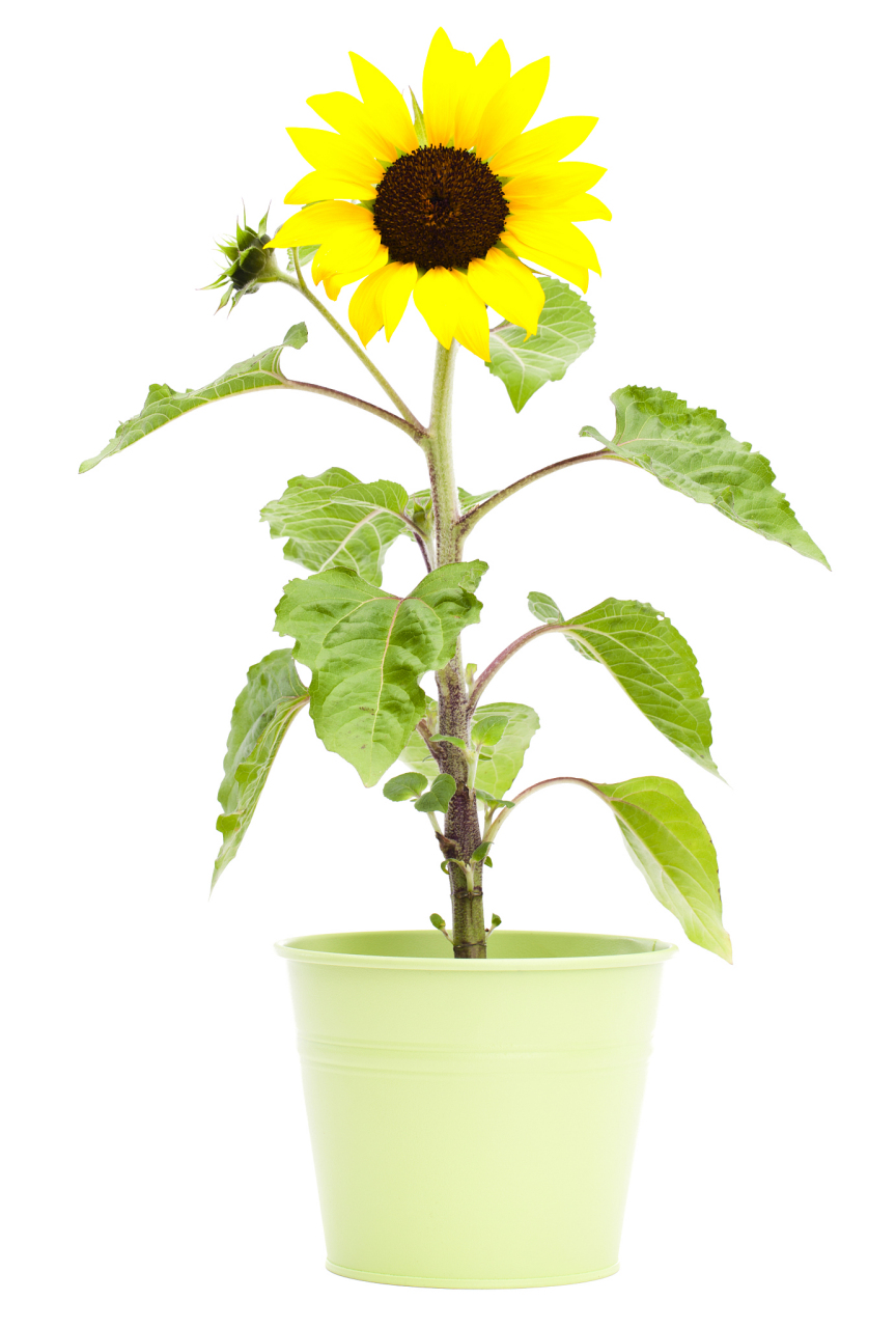 盆栽向日葵 生长习性和养殖技巧  今天,来和大家分享一下关于盆栽