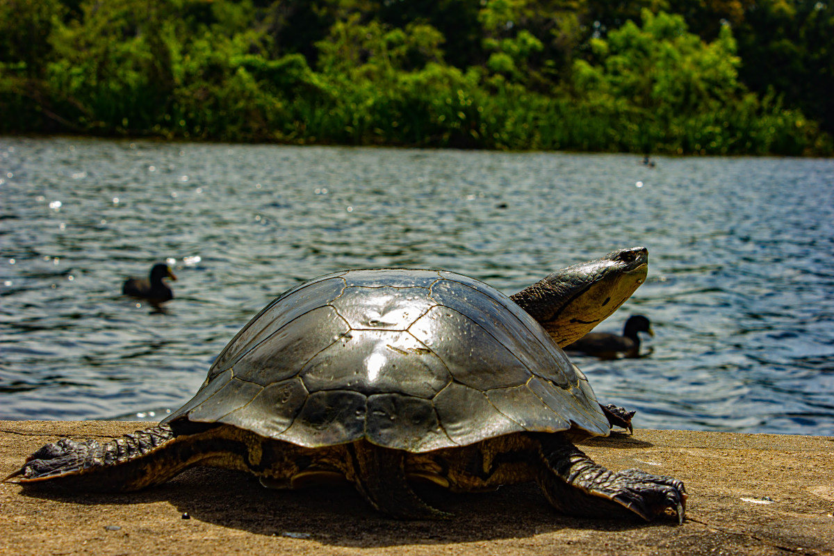 虽然巴西龟通常被认为是温顺和好奇的动物,但它们对主人是否有感情这