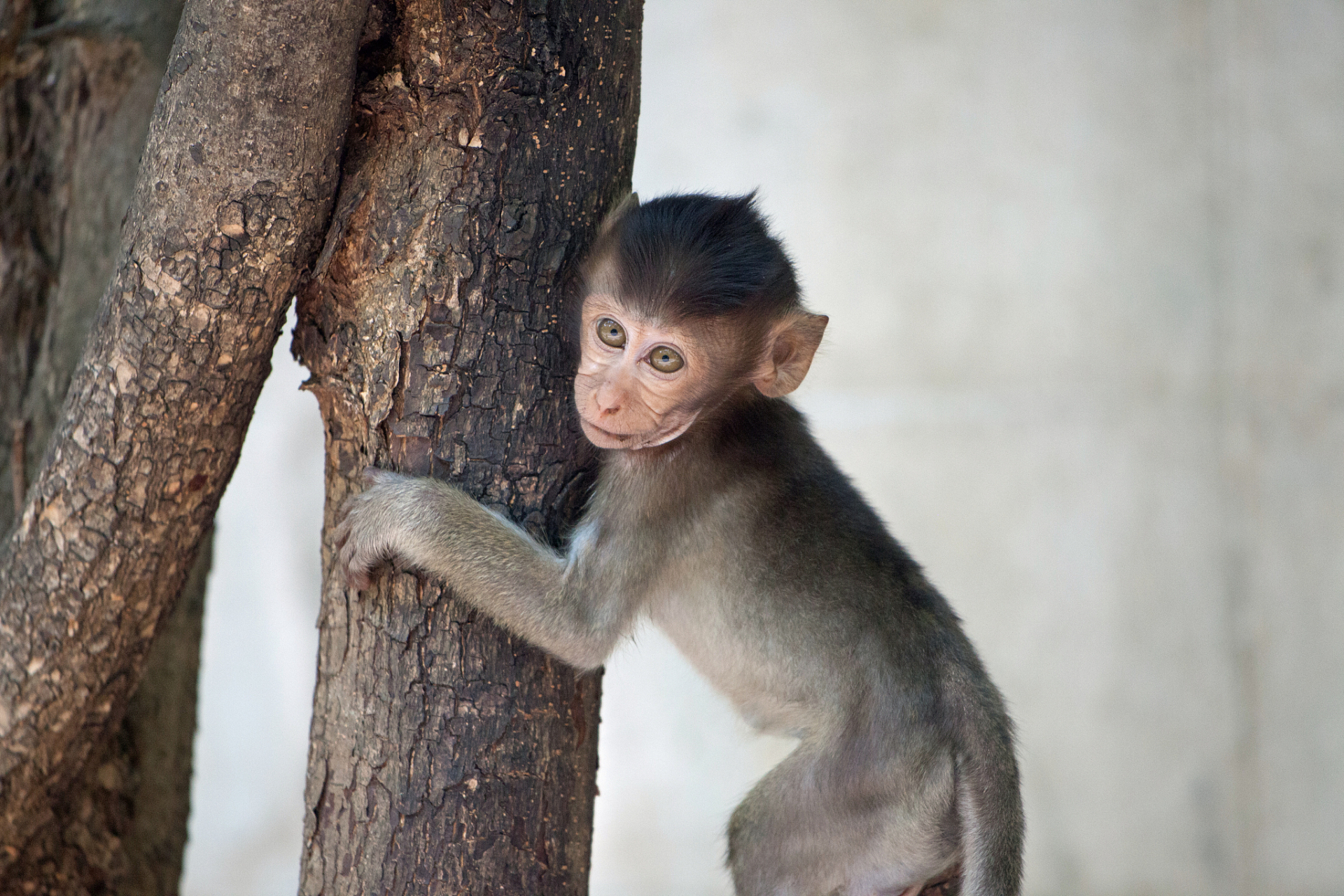 富贵猴,3月百年难遇,快看看!  近期,属猴人可谓是春风得意,好运连连.