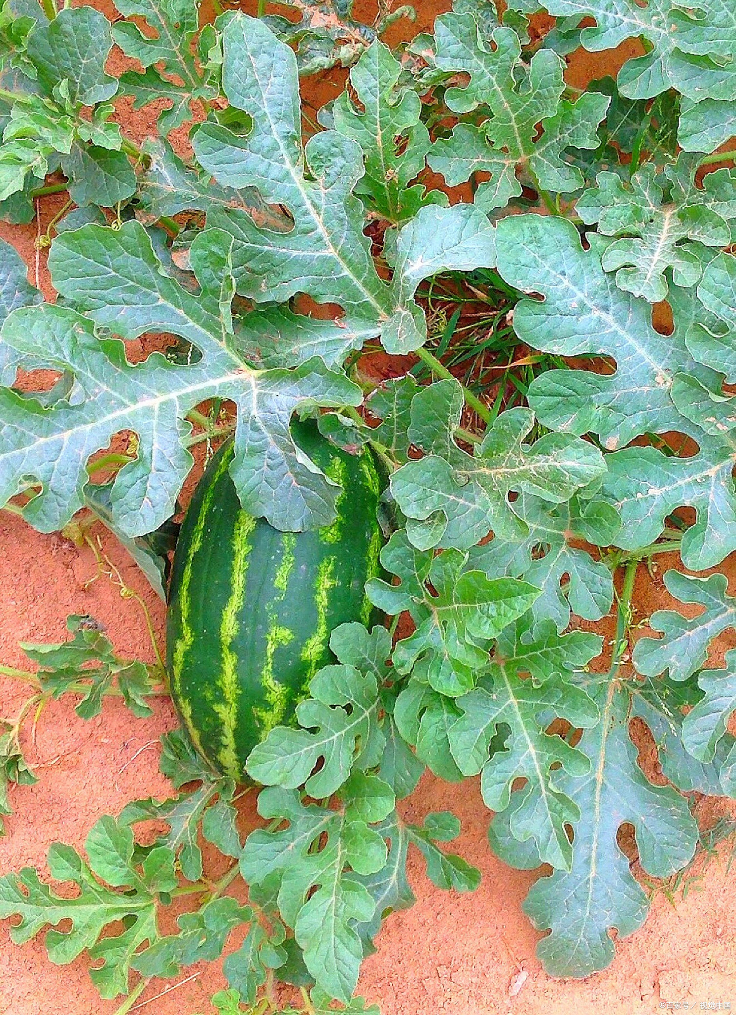 西瓜病害防治指南:科学管理助增产