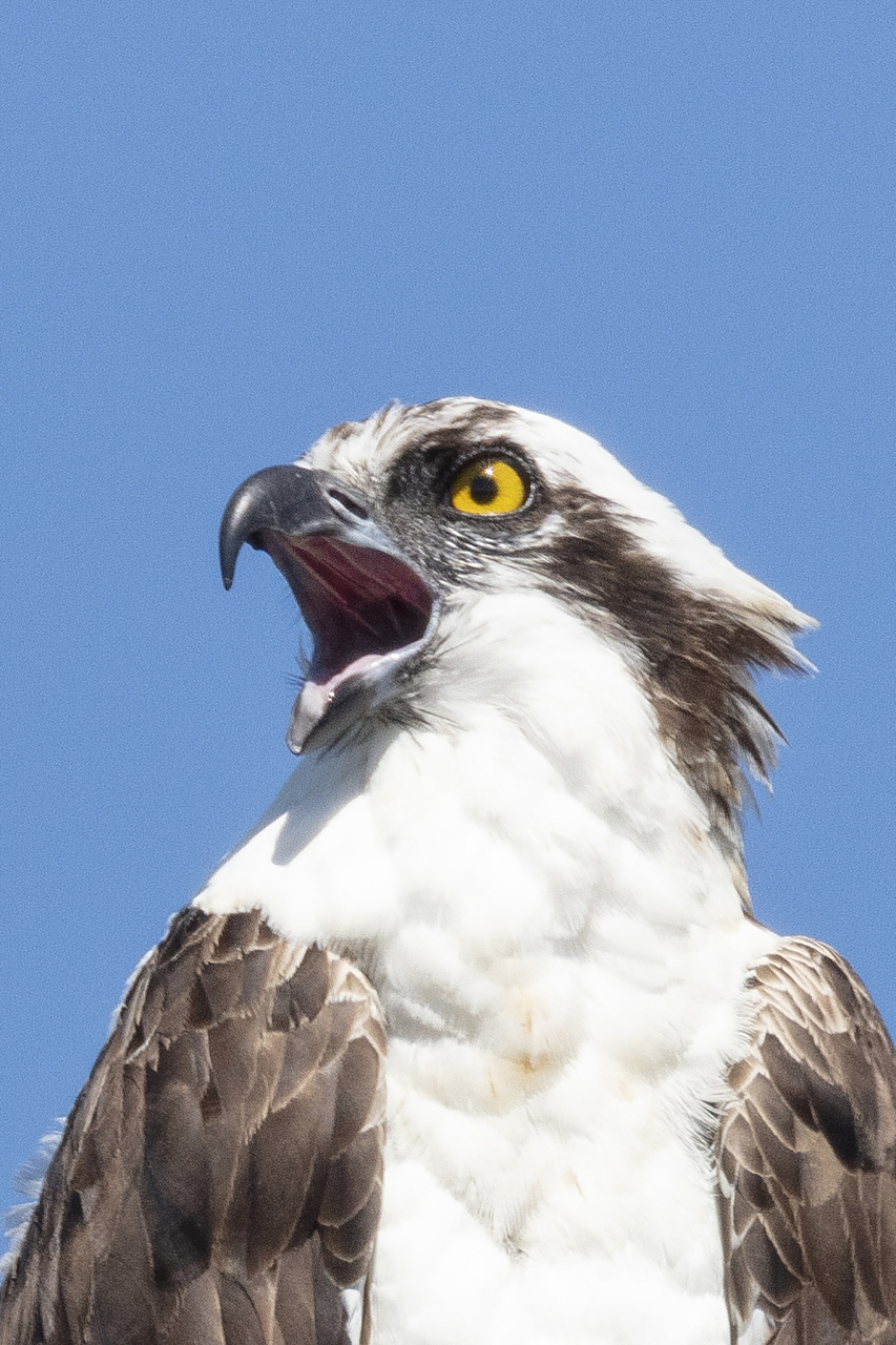 白头海雕,霸气侧漏的猛禽之王,不仅是美国国鸟,更是北美文化的象征.