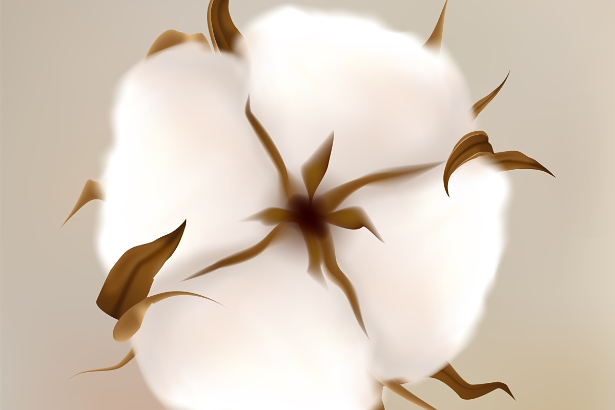 风,水或人的手都能传递生命之种.但想让棉花茁壮成长?