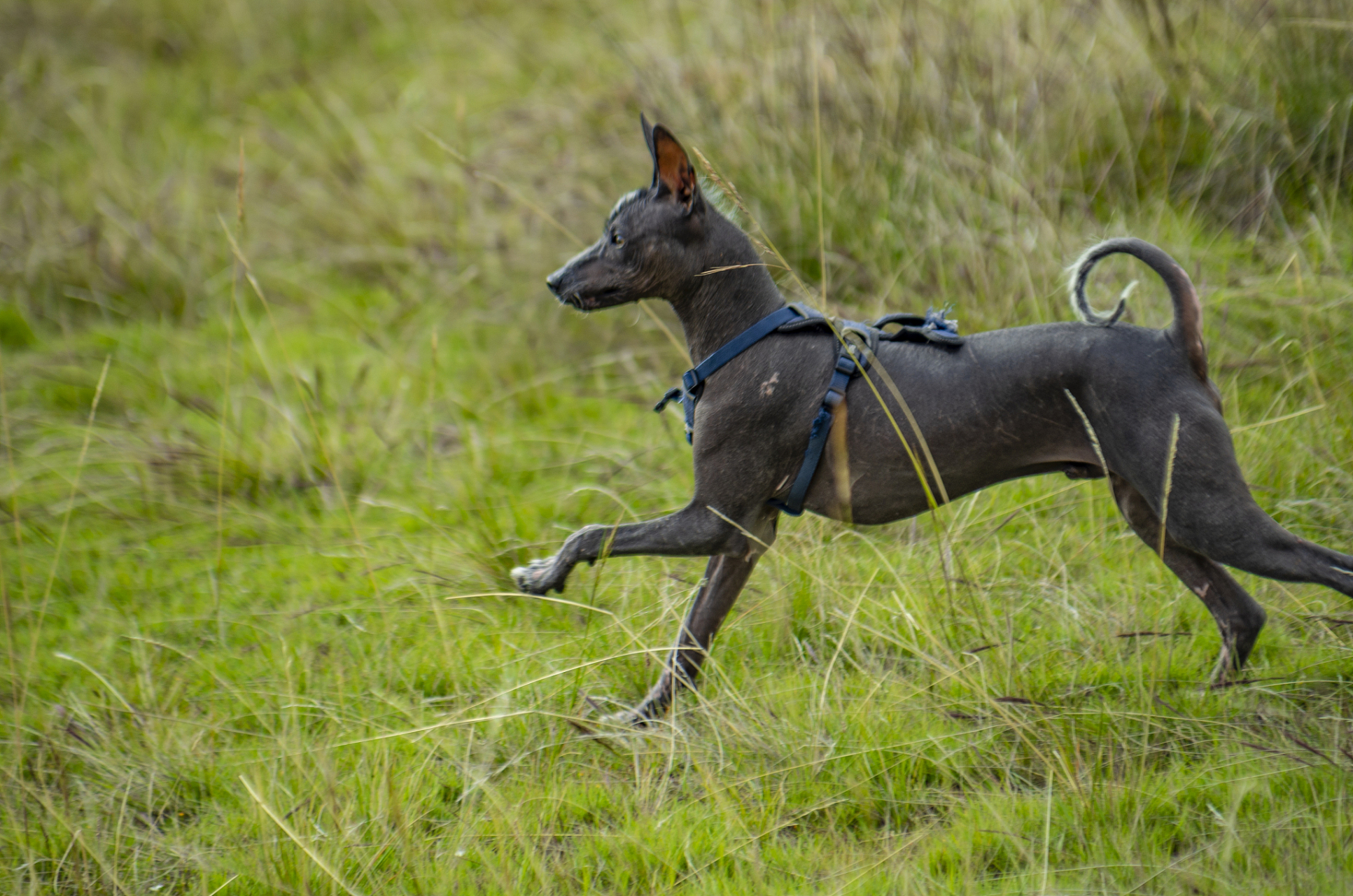 知识创作挑战赛# 细狗,也被称为中国细犬,山东细犬,是一种食肉目瓤破