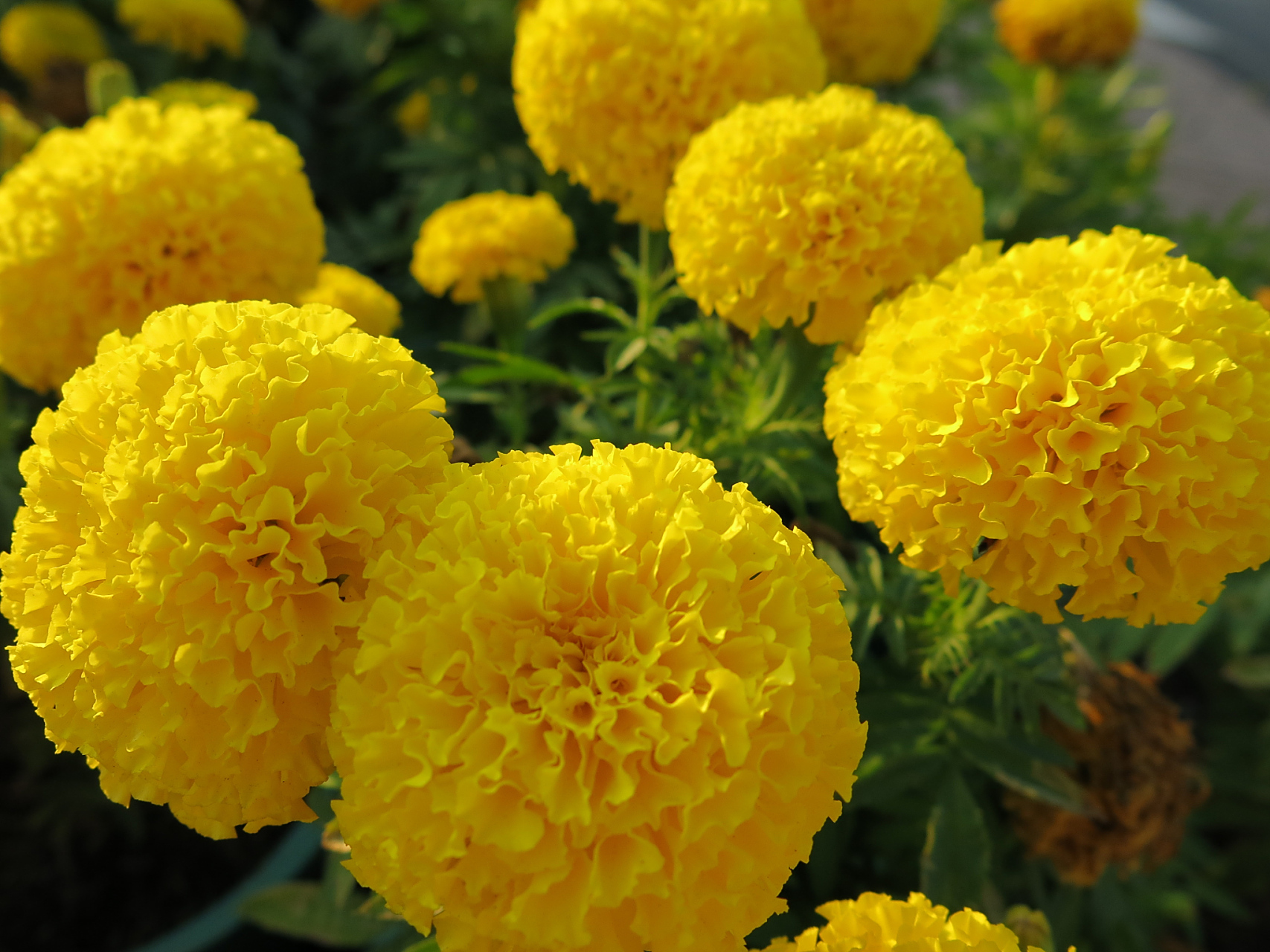 球菊是一种美丽的花卉,养殖方法较为简单,只要掌握