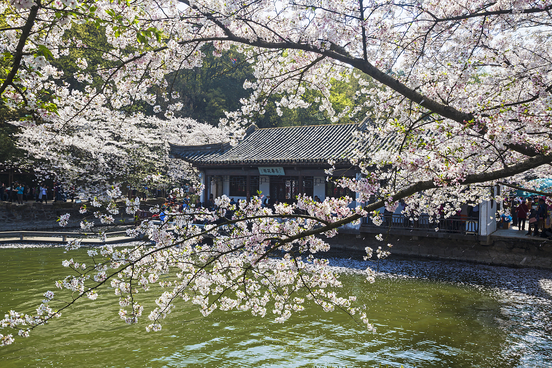 岳麓山春天的景色图片