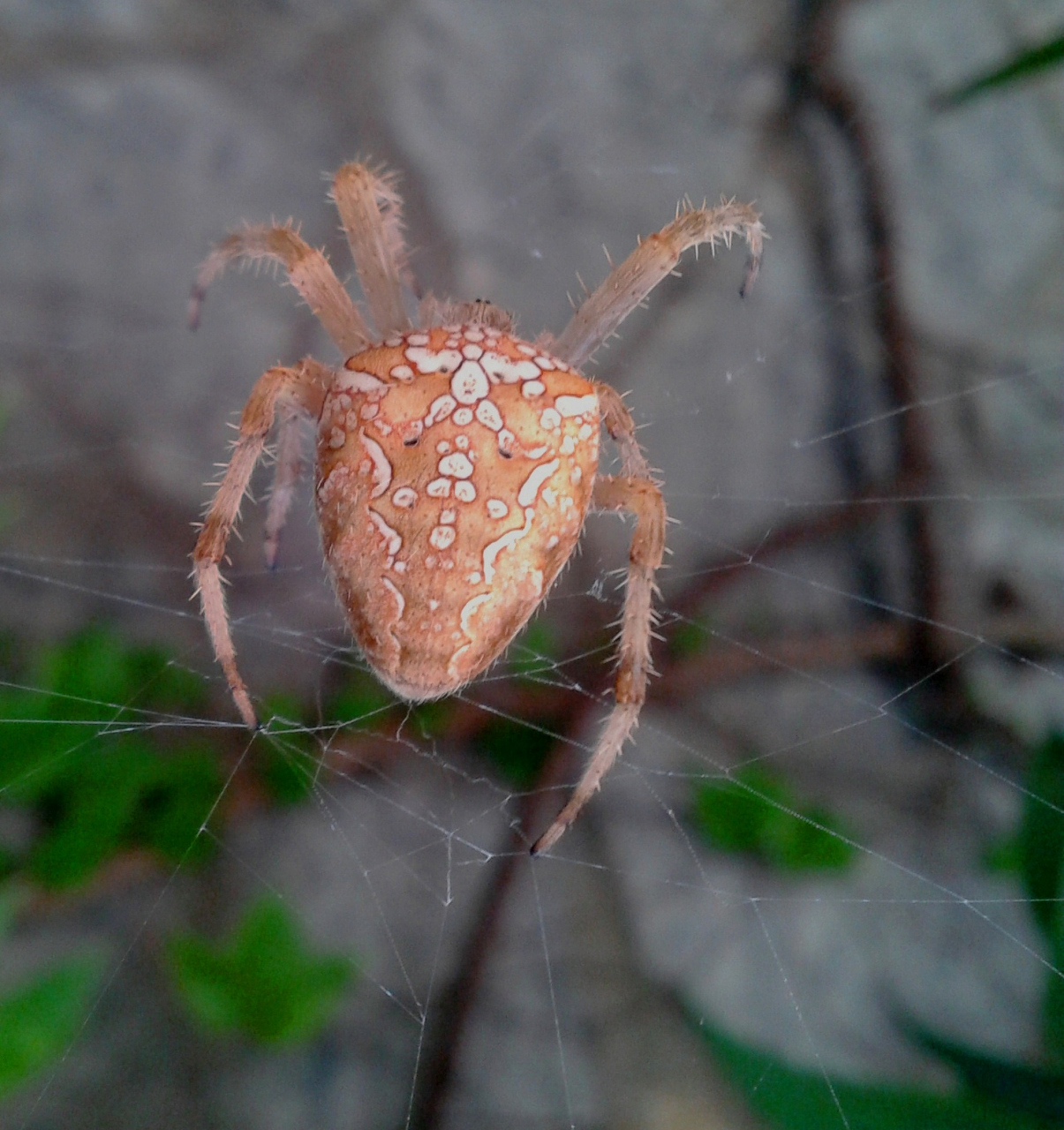 金直间蜘蛛需要一个宽敞,通风良好且湿度适宜的饲养环境,温度要相对