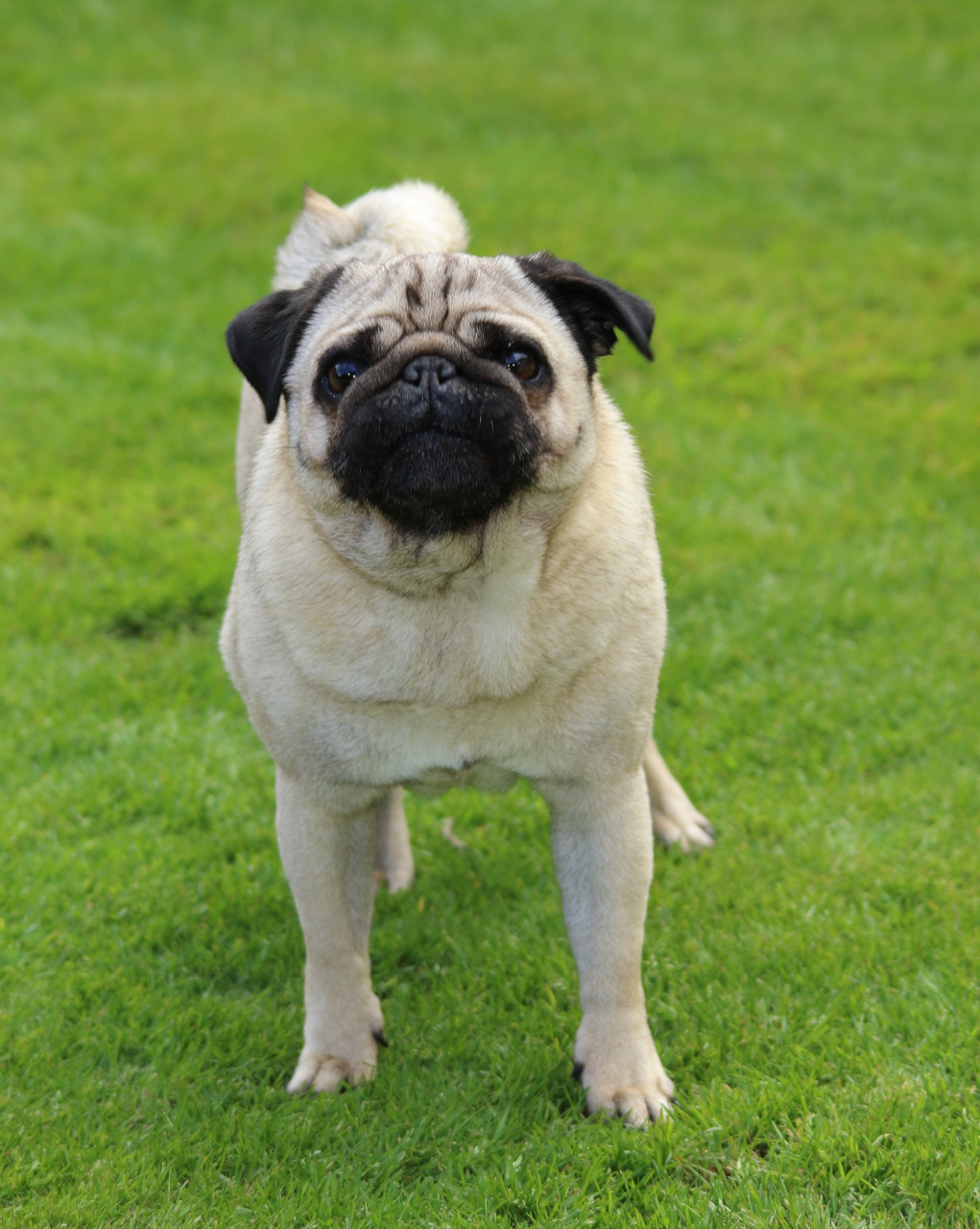 九月动态激励计划# #万人商单计划# #百家新收益# 巴哥犬是一种小型