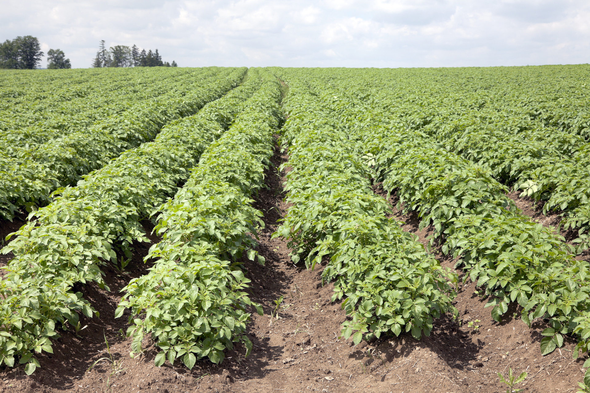 山药种植需选深厚,排水良好,富含有机质的土壤,用优质种子,保持温暖