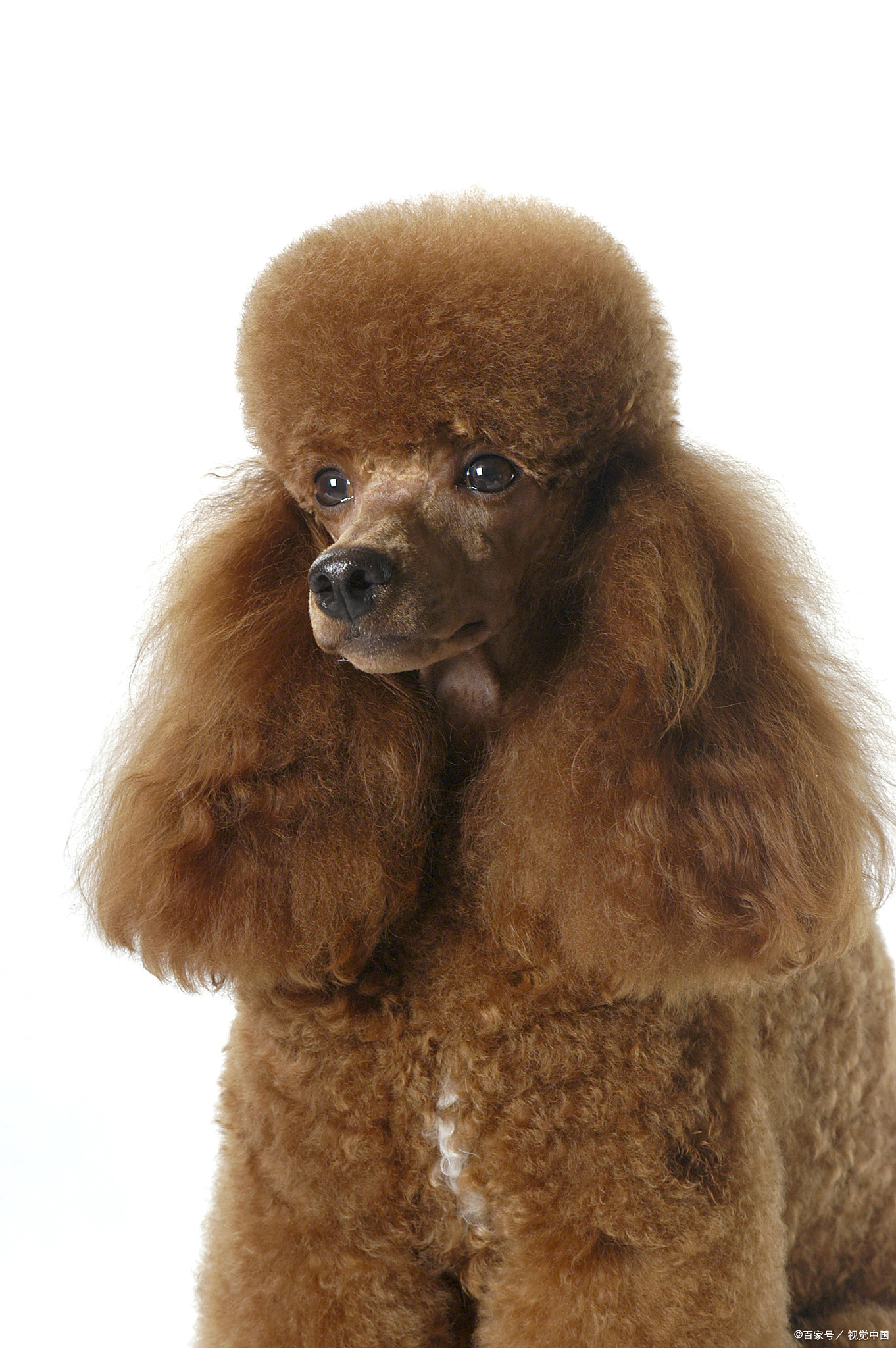 有网友问到,泰迪能接移动电话不,我认为可以.