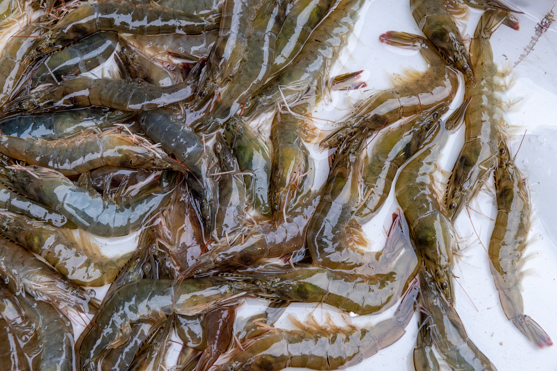 在广东中山,有一种特别的美食,那就是罗氏沼虾.