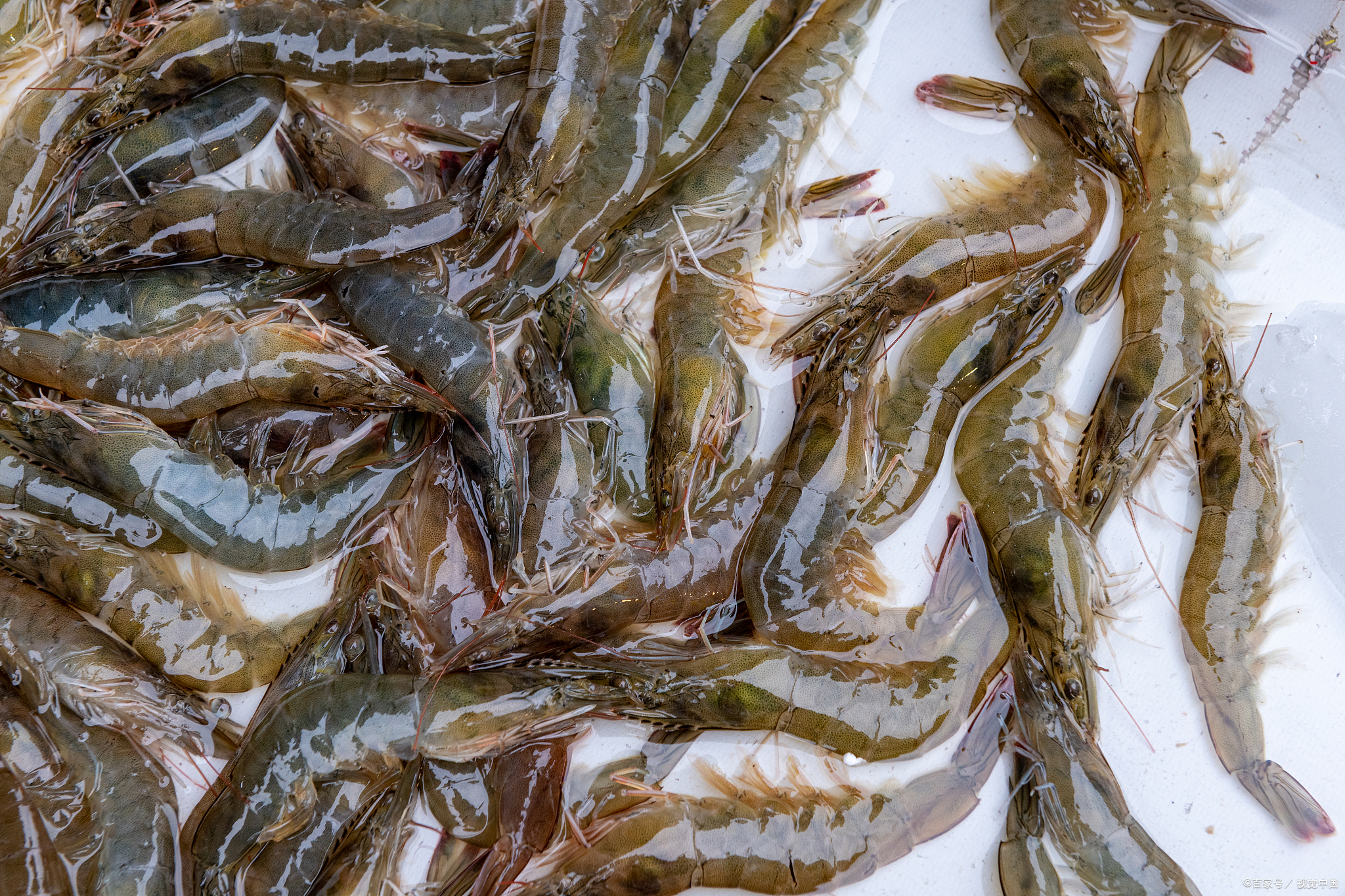 天然饵料是虾的重要食物来源,需培育丰富营养.