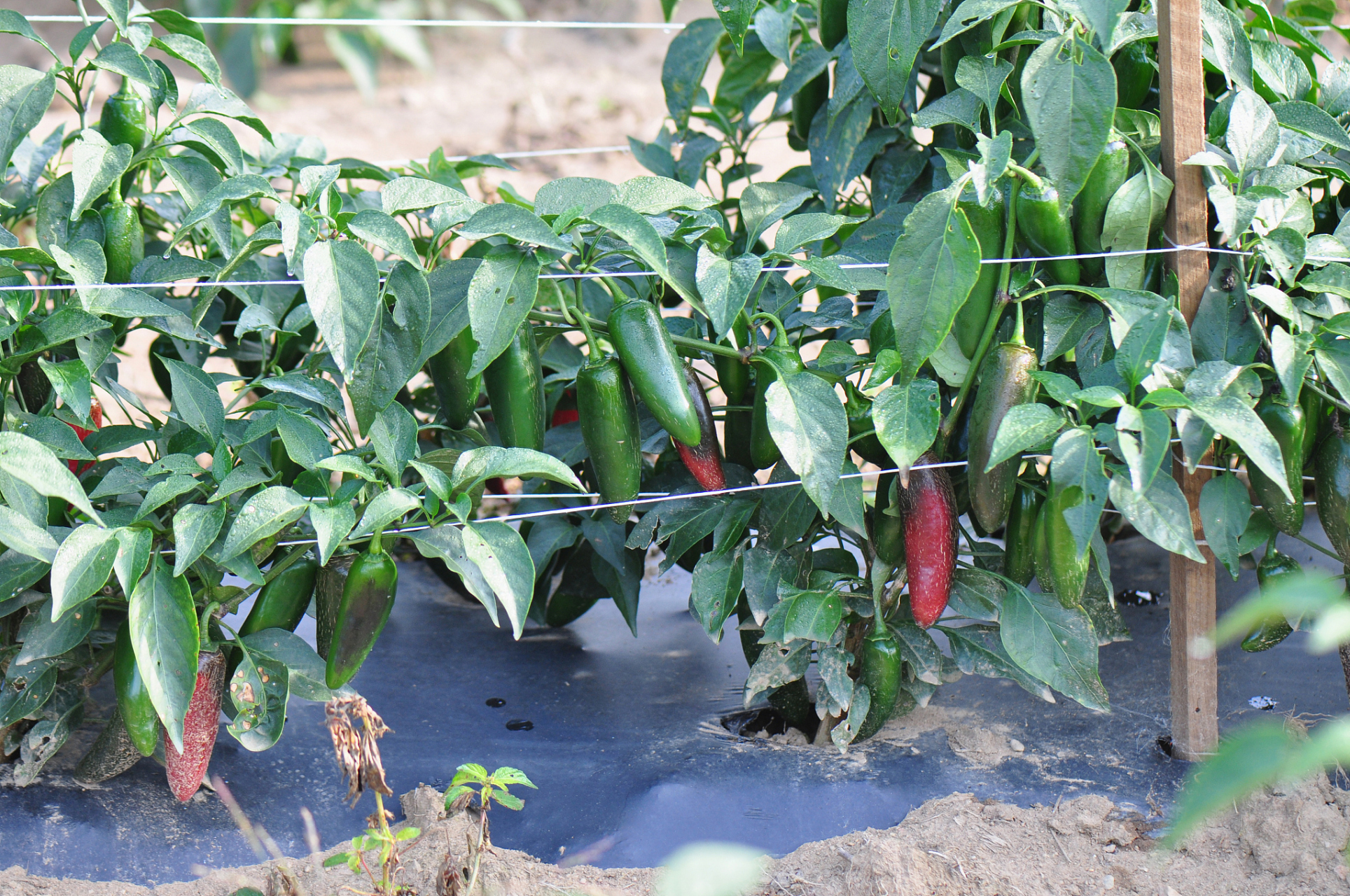 双十一嗨购指南# 朝天椒是一种常见的辣椒品种,因其辣度高,果实饱满