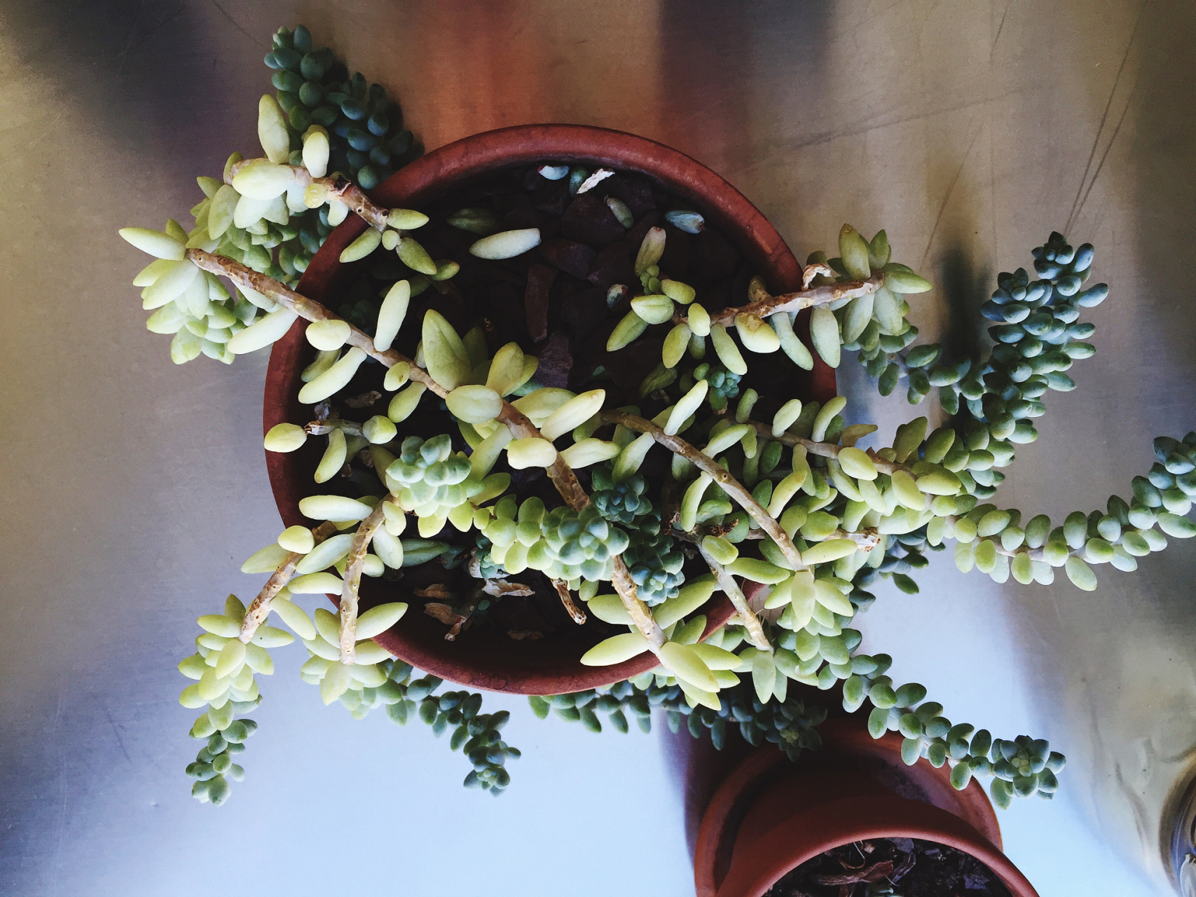 钱串景天是一种独特形态的植物,叶片像一串串古代的钱币.