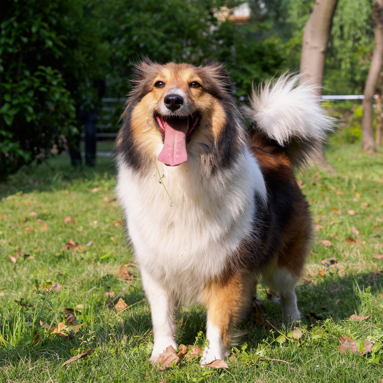 边境牧羊犬,智商杀手,训练佼佼者.