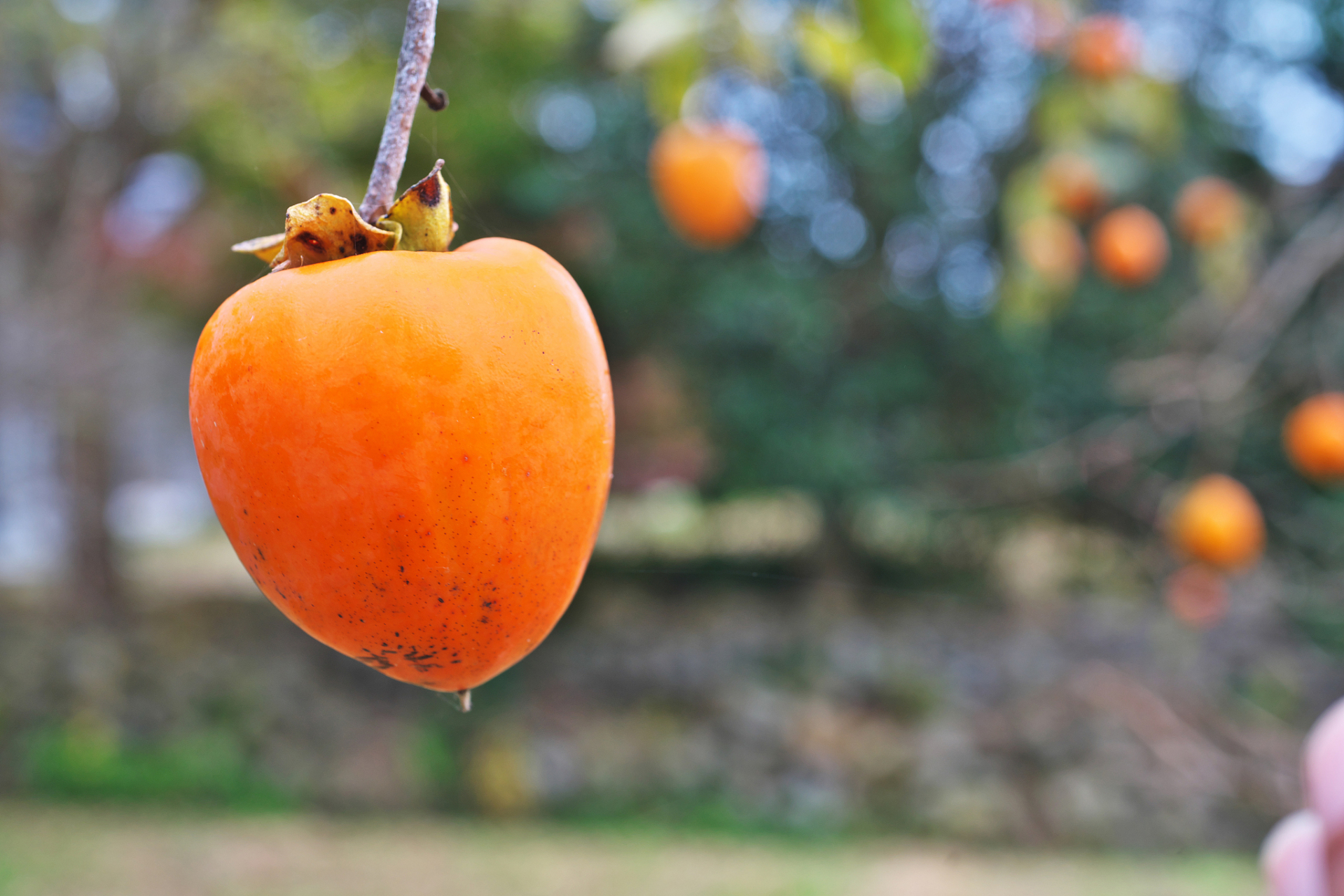 太秋甜柿是一种美味且容易种植的水果.