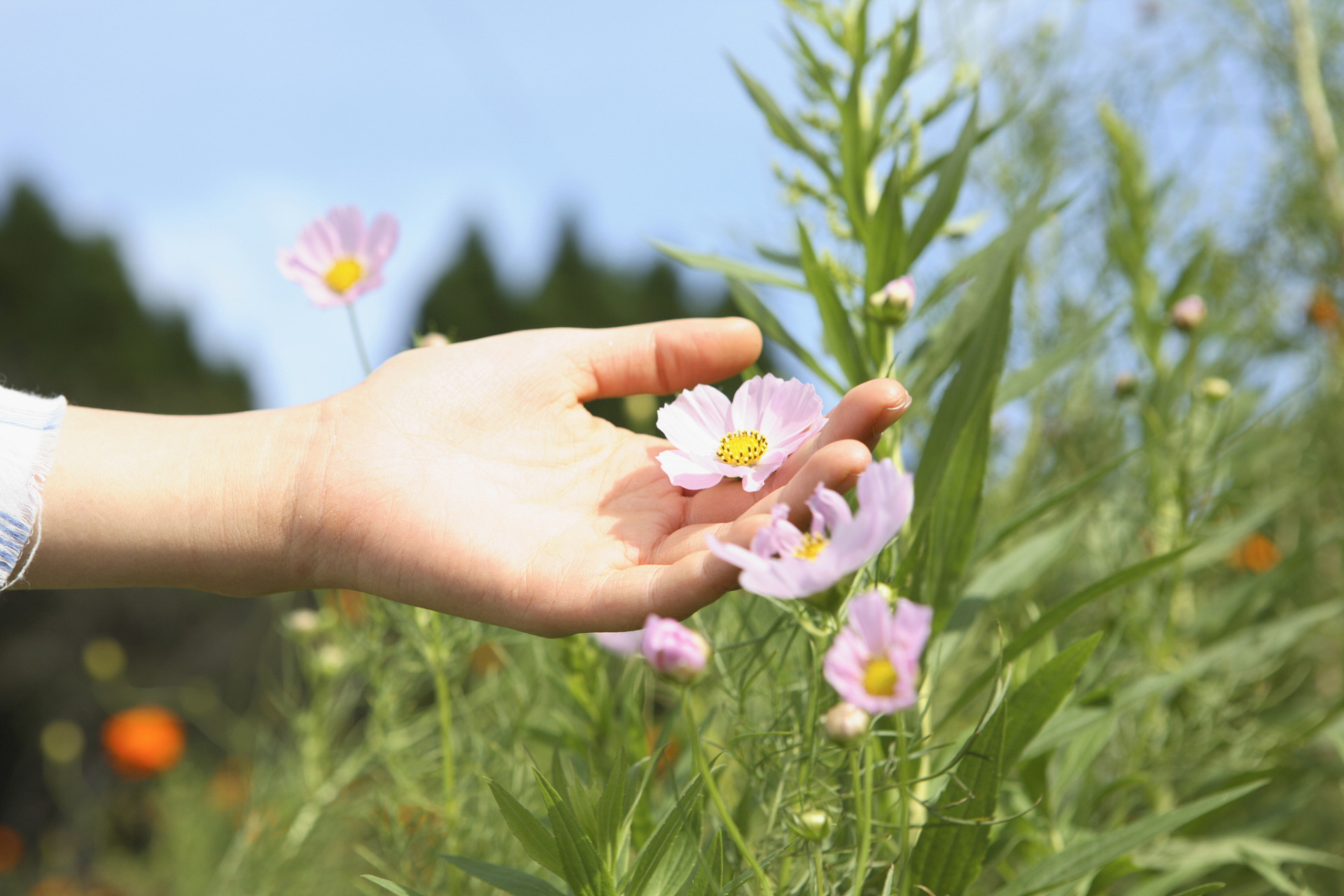 手拿野花怎样拍照好看?