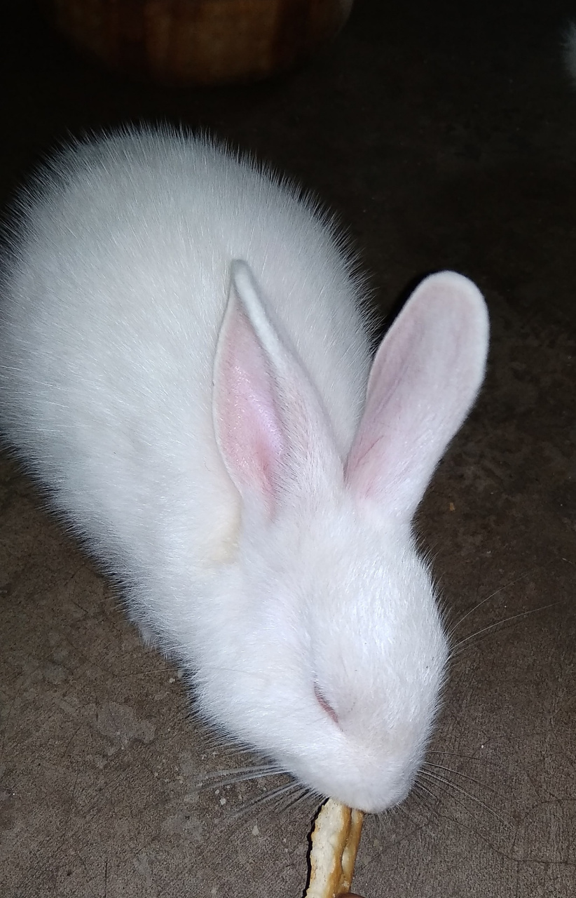 垂耳兔,这一温顺而迷人的宠物界瑰宝,其寿命长度往往牵动着众多爱兔