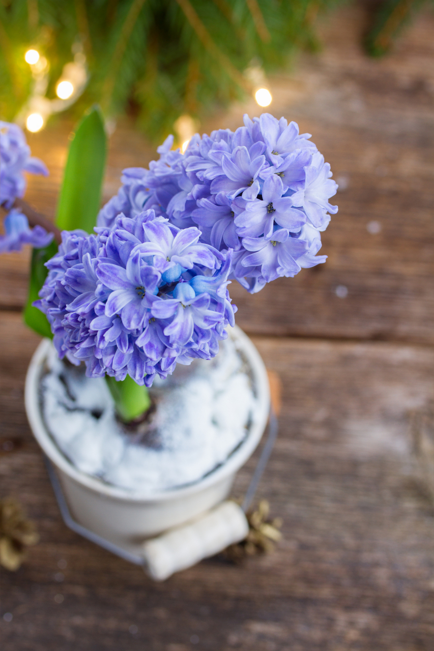 蓝风铃花,作为一种优雅且受欢迎的花卉,其养殖方法和注意事项对于想要