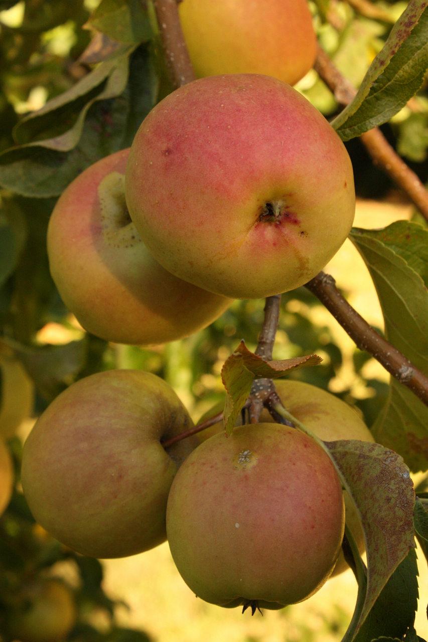 九月动态激励计划# 南果梨果香扑鼻,果肉莹白细腻