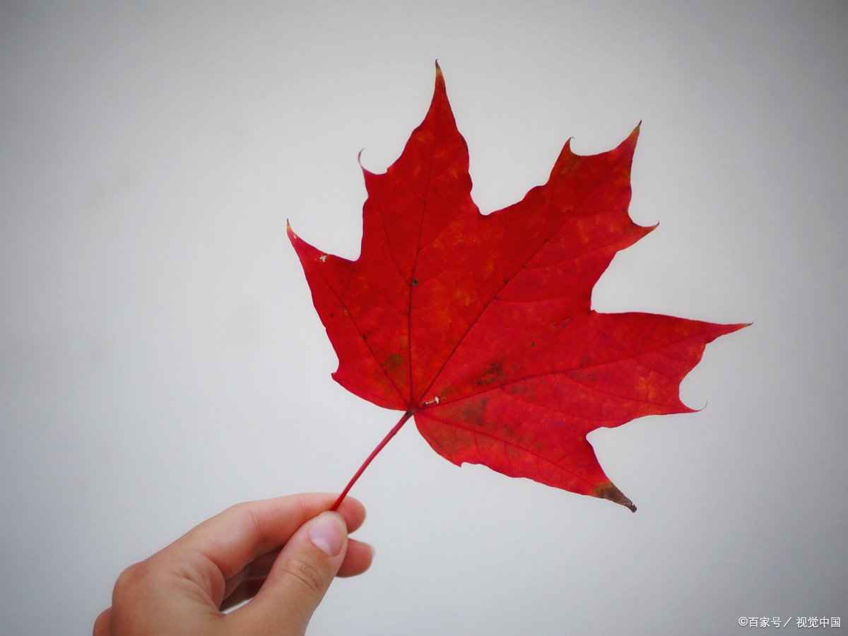" 缓缓飘落的枫叶,似思念悠悠荡荡