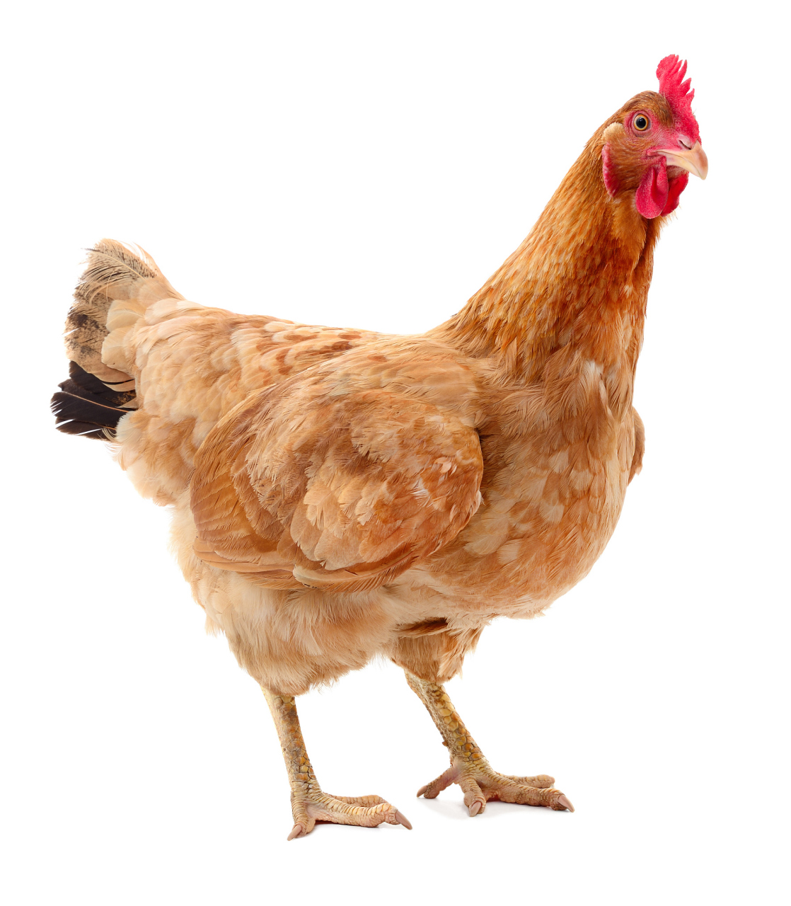 中裕百丰聊土鸡马立克氏病的防与治 #中裕百丰有限公司#  93 马立克