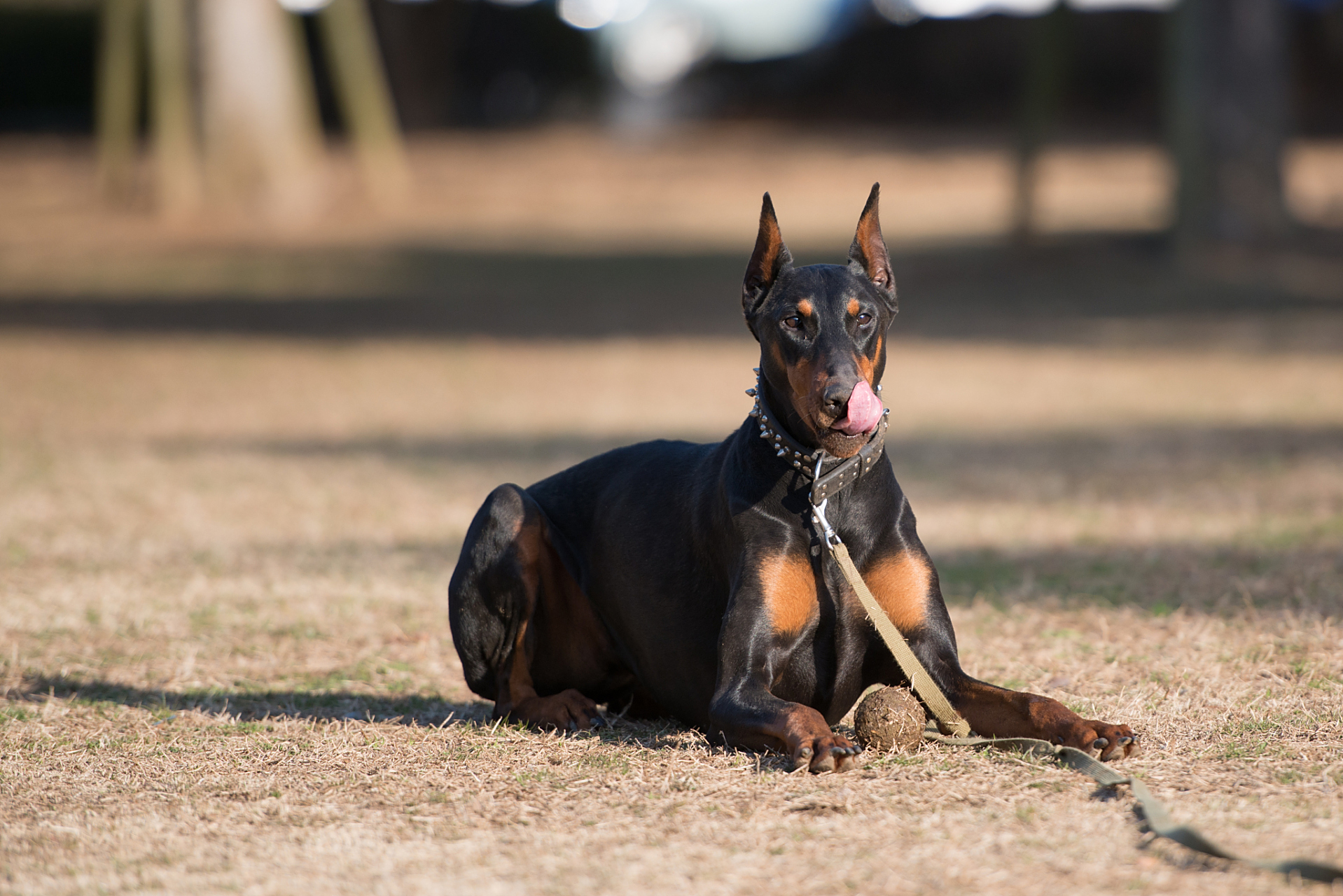 迷你杜宾,这个名字听起来很可爱,但你知道它的起源吗?其实,迷你杜宾犬
