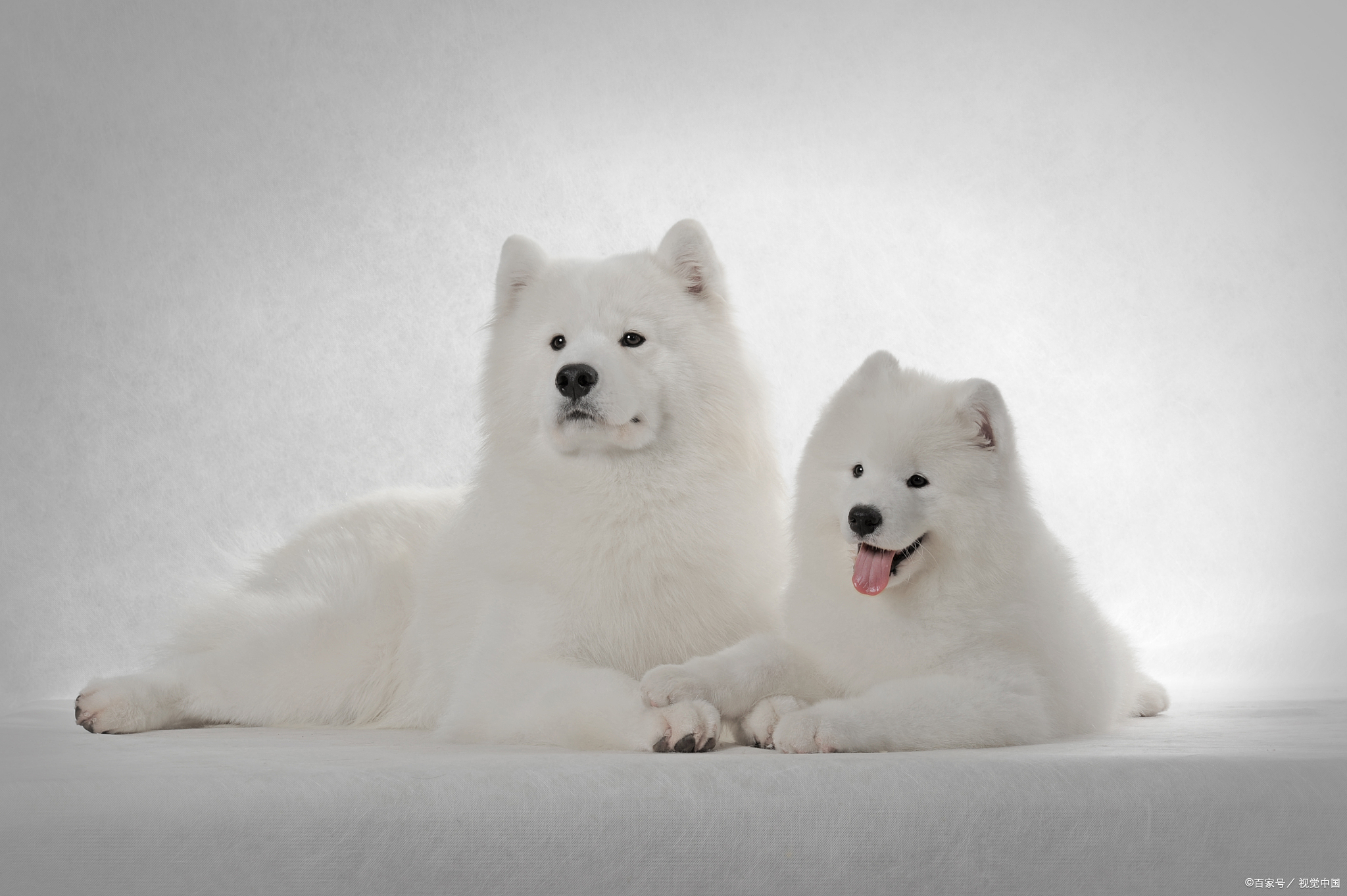 萨摩耶犬能长多大?一篇文章告诉你答案!