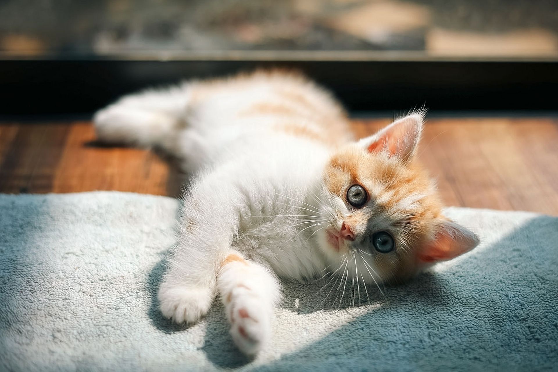 那么,猫咪究竟何时可以进行驱虫呢?