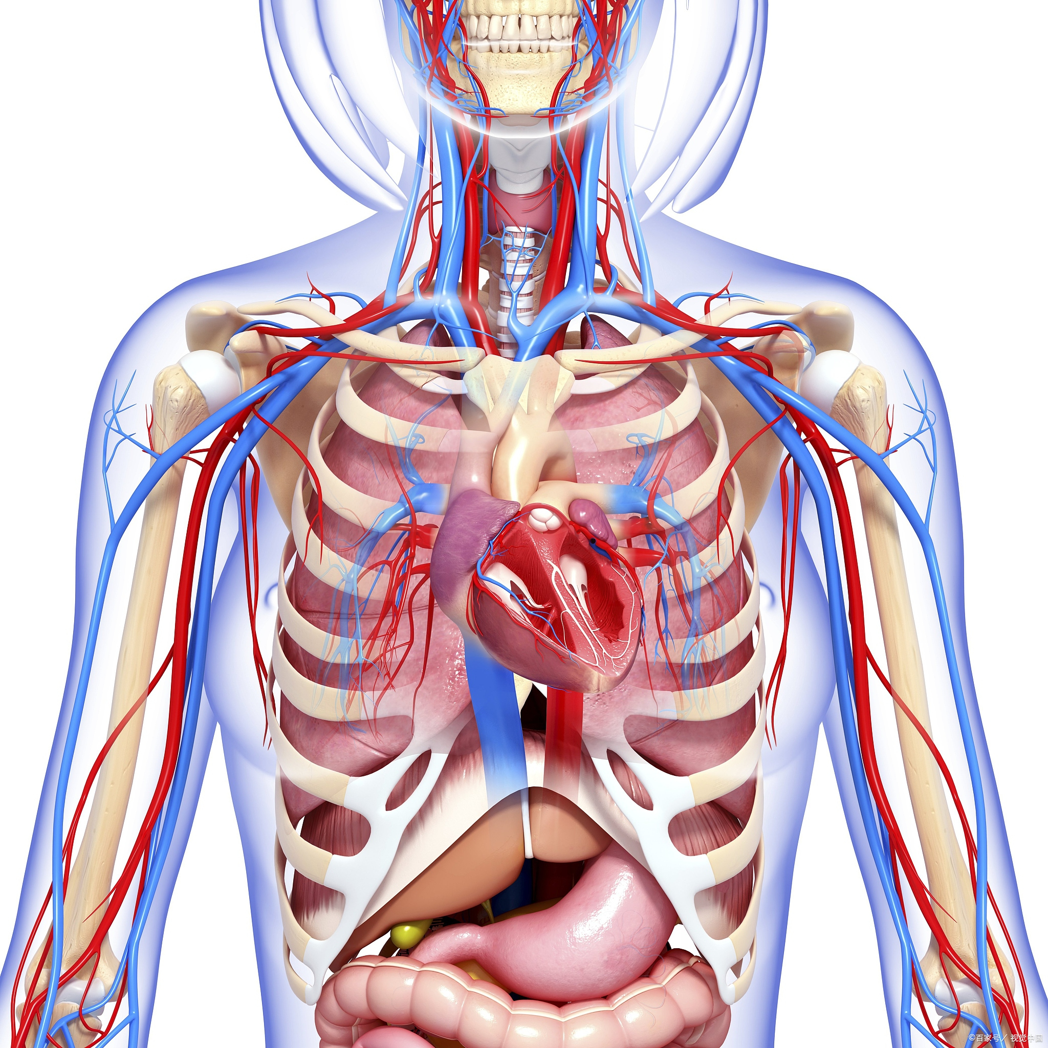 结核性胸膜炎如何治?