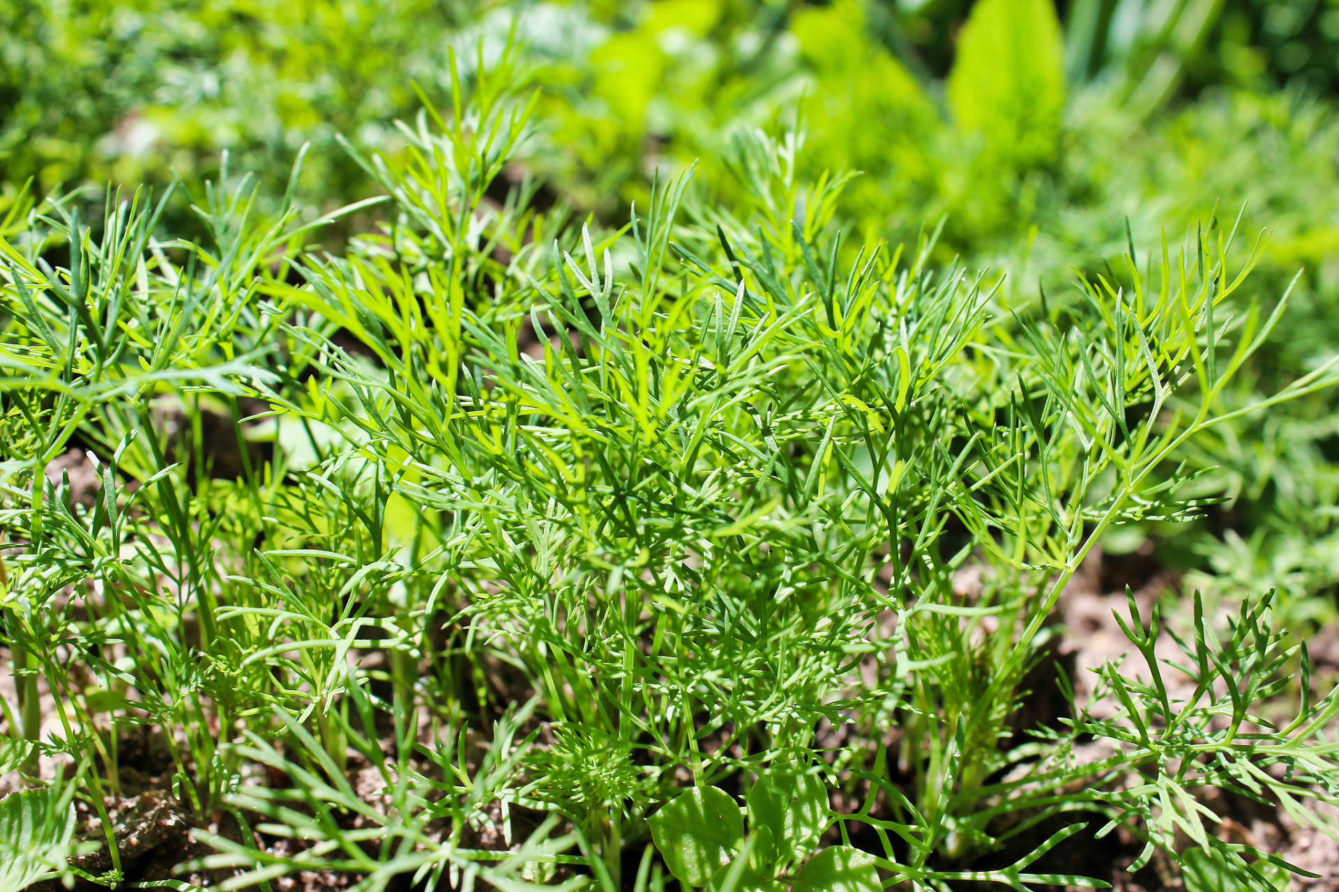 大家好啊~ 今天,我要跟大家分享一下我最喜欢的香料系列之一:莳萝!