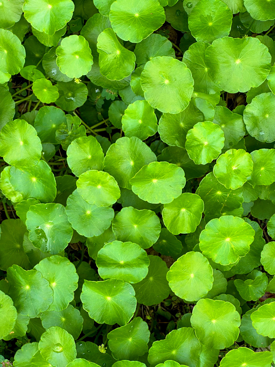 崩大碗(积雪草)是一种常见的农村野菜,营养丰富,可做多种美食,还有