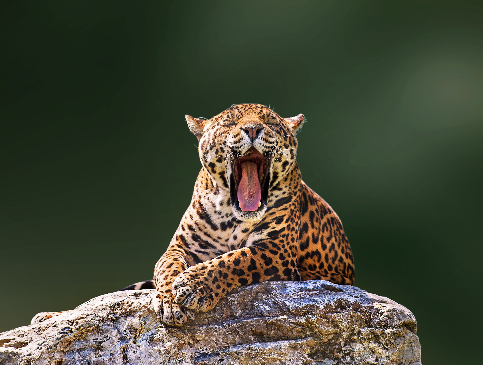 近日,一名游客在云南省玉溪市红塔区拍摄到了一只珍稀的云豹