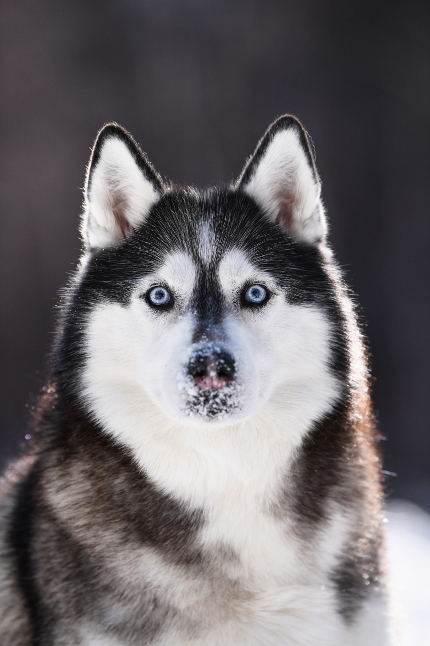 实际上,哈士奇的寿命受到多种因素的影响,包括遗传,饮食,运动,健康