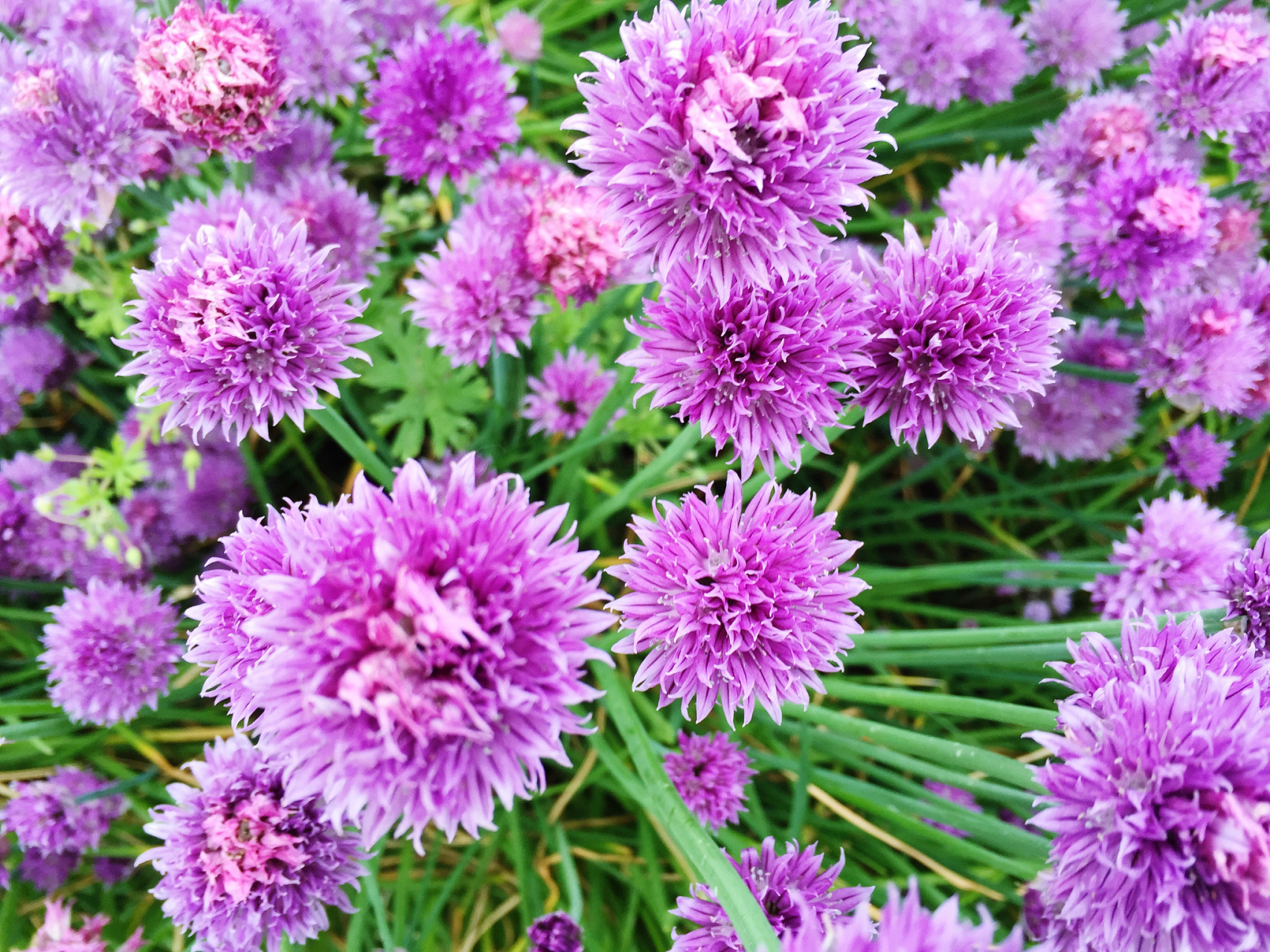 98翠菊  94花语:不同颜色的翠菊,花语不同,红色代表主动的爱情