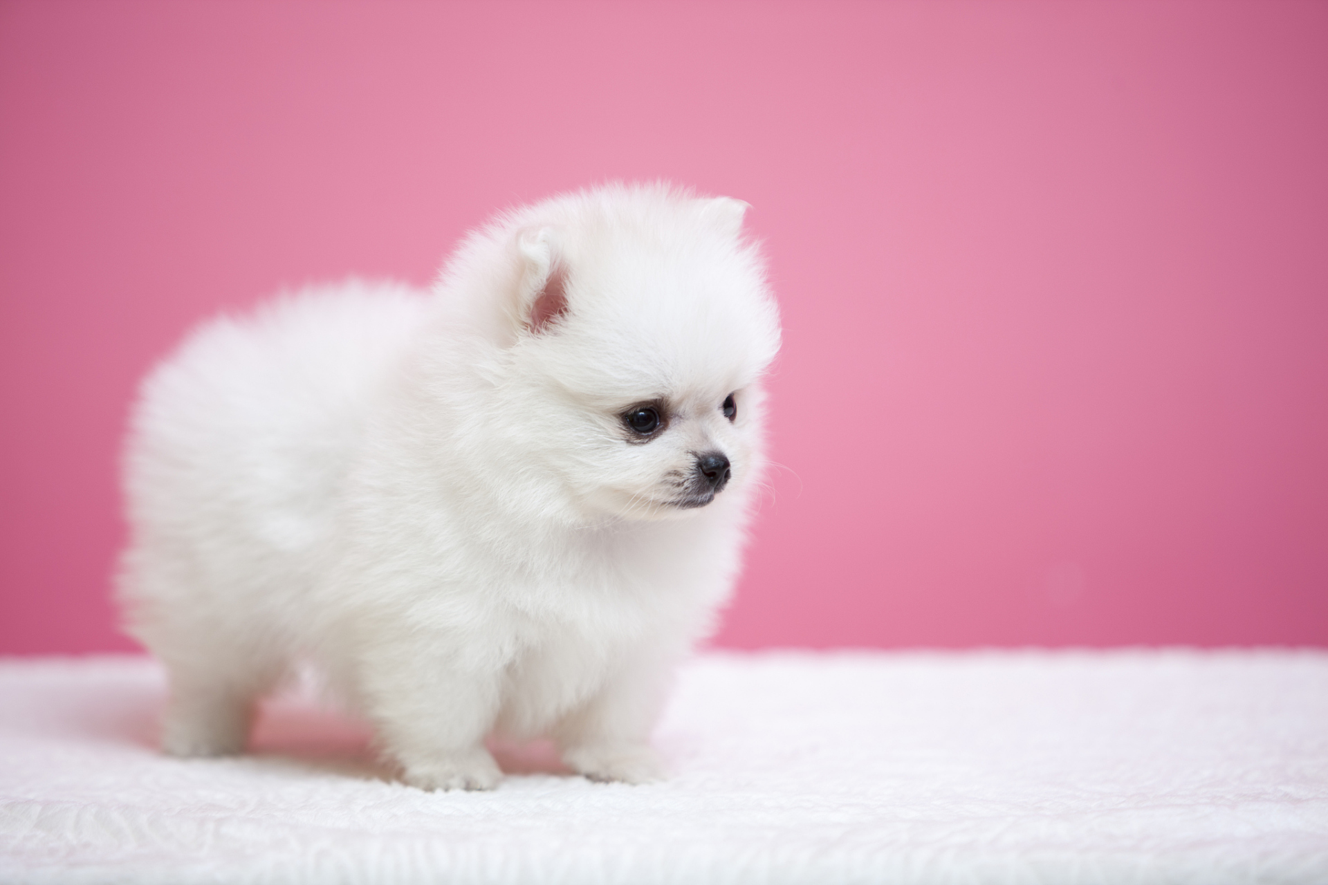 茶杯犬是犬类中的贵族,拥有迷人的外貌和独特的性格