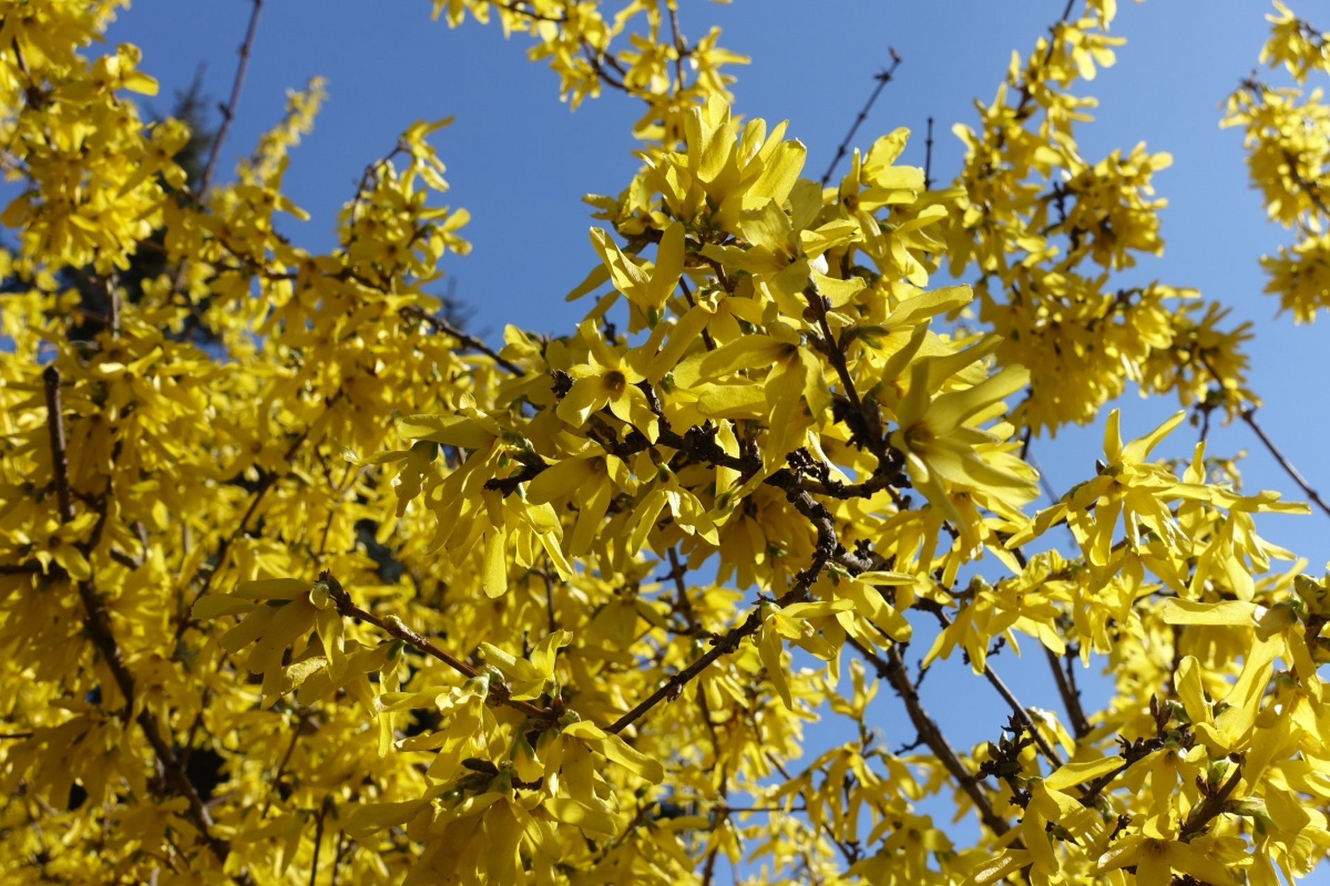 连翘是一种落叶灌木,原产于中国华北,华中和华东地区,花黄色,观赏价值