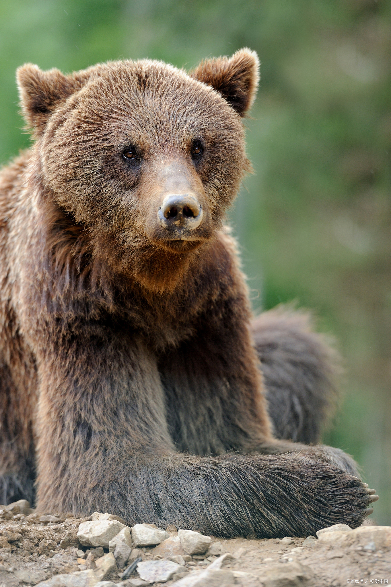 彝语汉译:"倭"是熊的意思!
