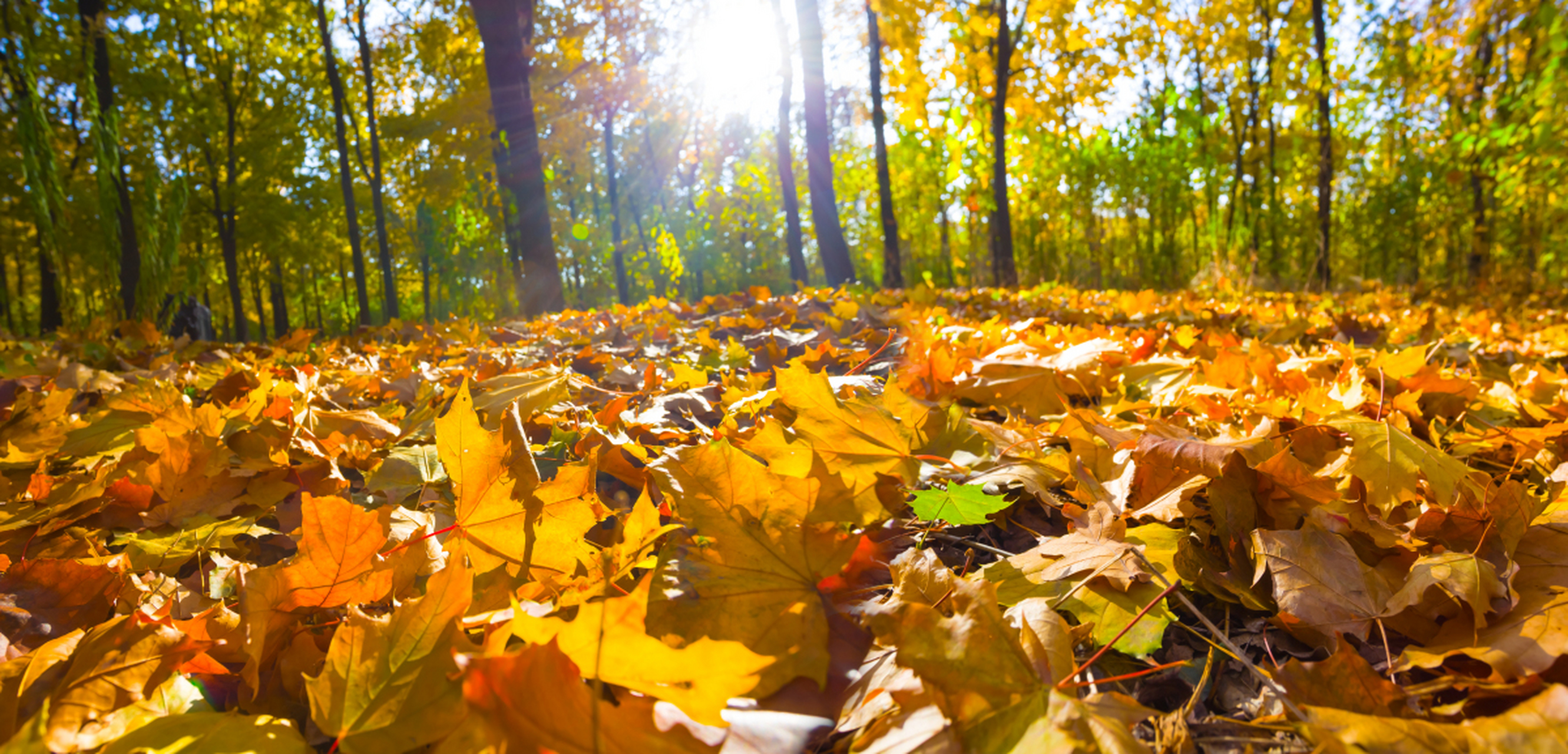 93国内最适合秋天旅游的5个景点推荐  78秋天的美景绝对不能错过